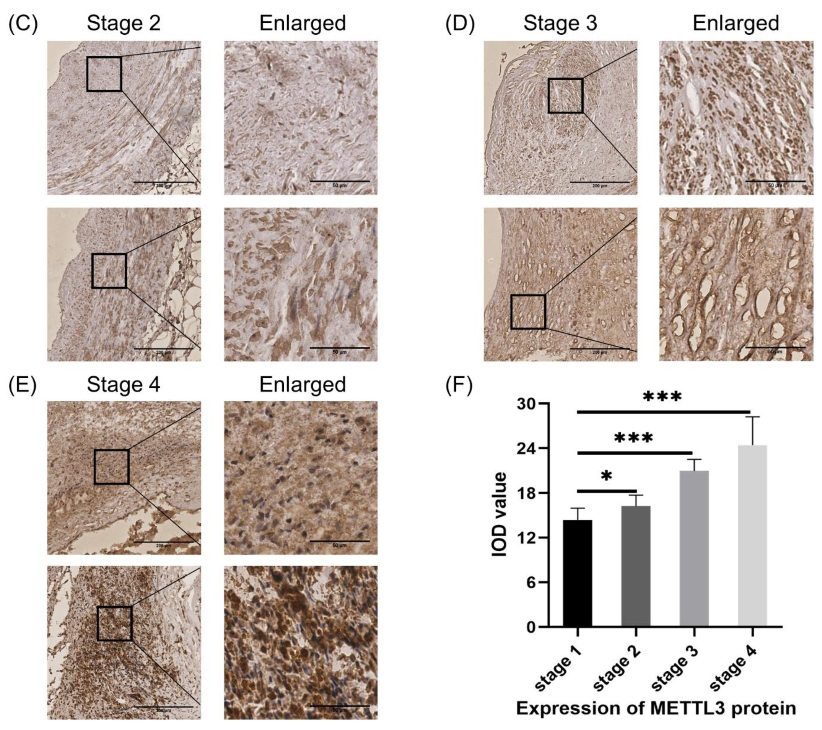 Cells 11 02980 g008b Cells 11 02980 g008b