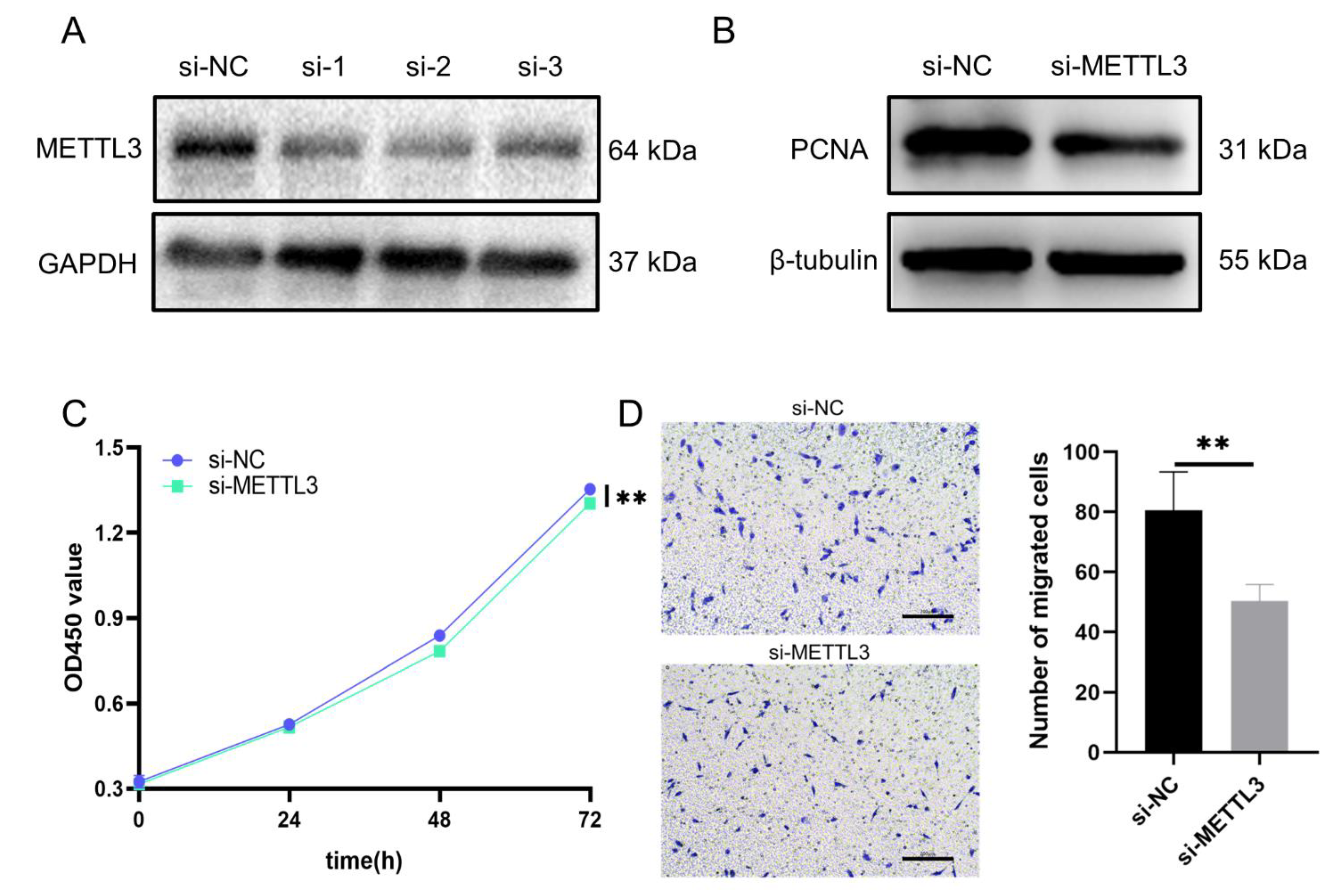 Cells 11 02980 g009 Cells 11 02980 g009