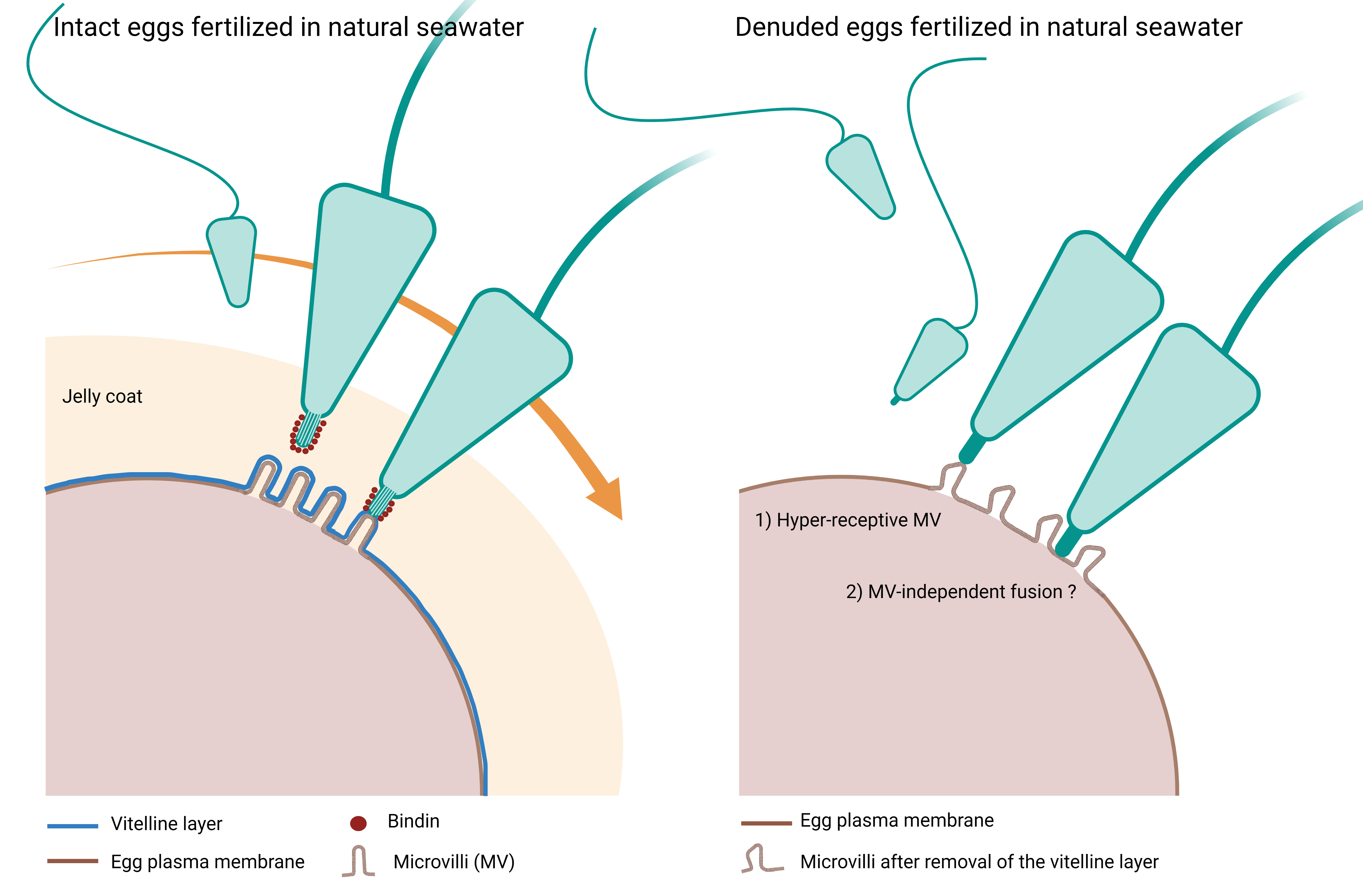 Cells Free FullText SpeciesSpecific Gamete Interaction during Sea