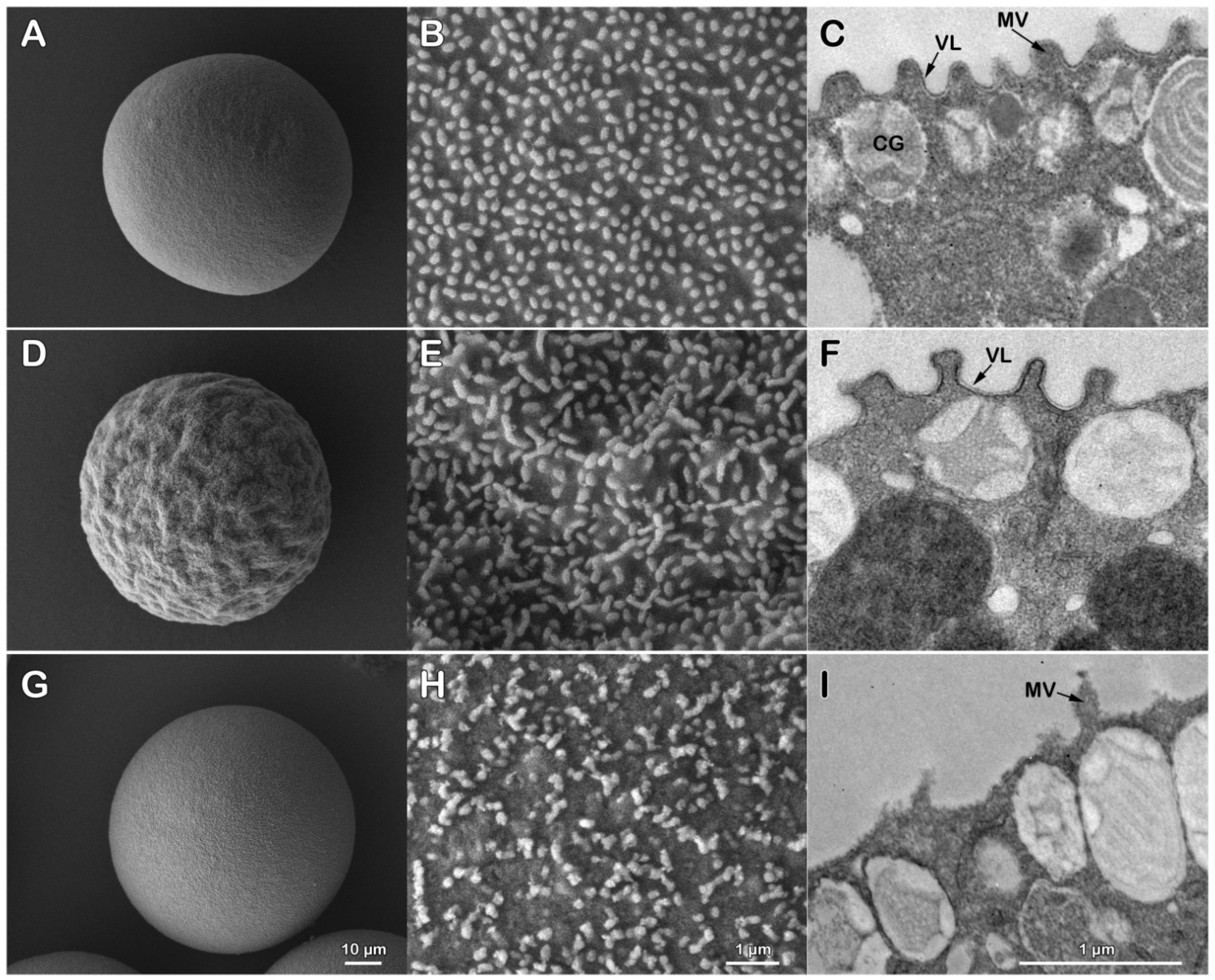 Cells 11 02984 g001 Cells 11 02984 g001