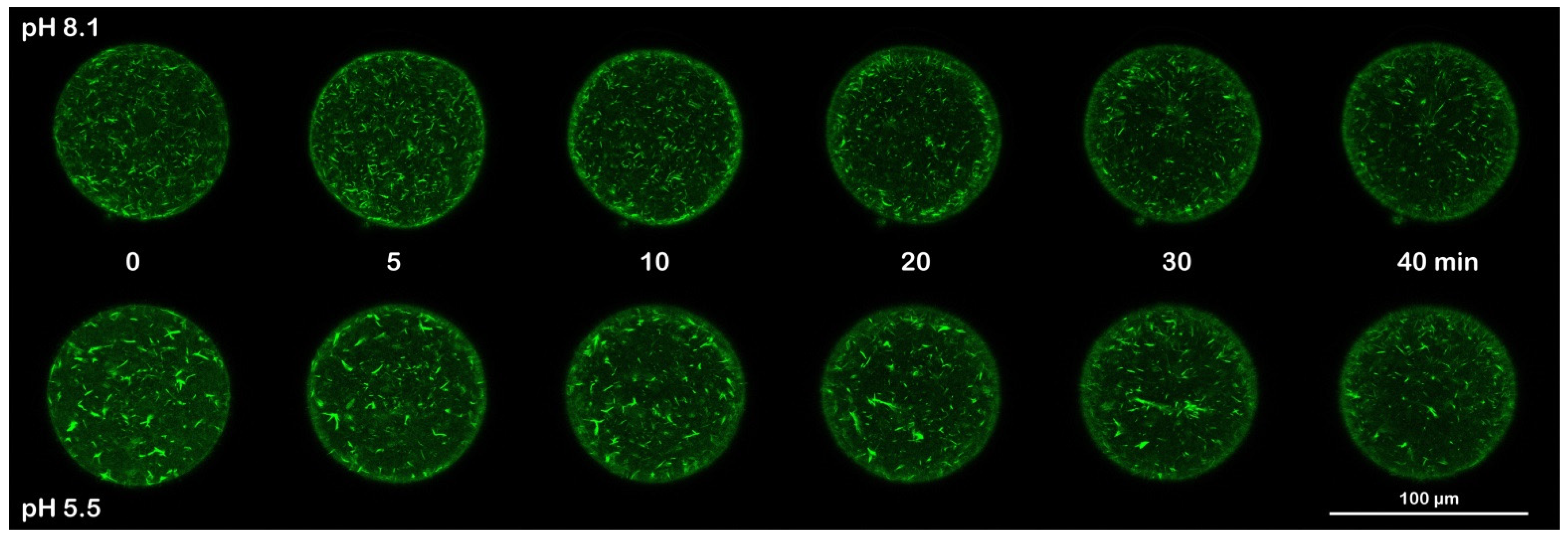 Cells 11 02984 g007 Cells 11 02984 g007