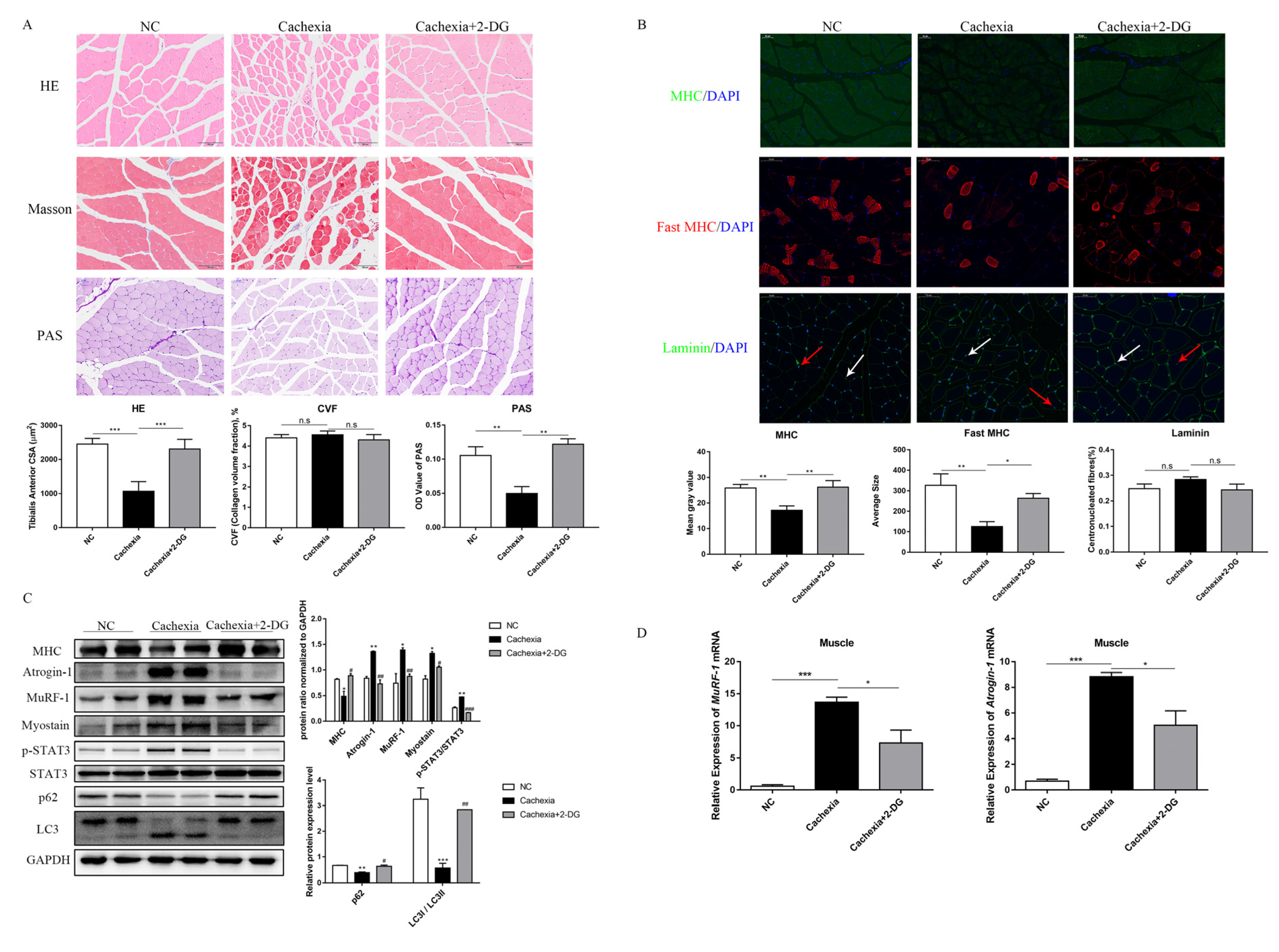 Cells 11 02987 g003 Cells 11 02987 g003
