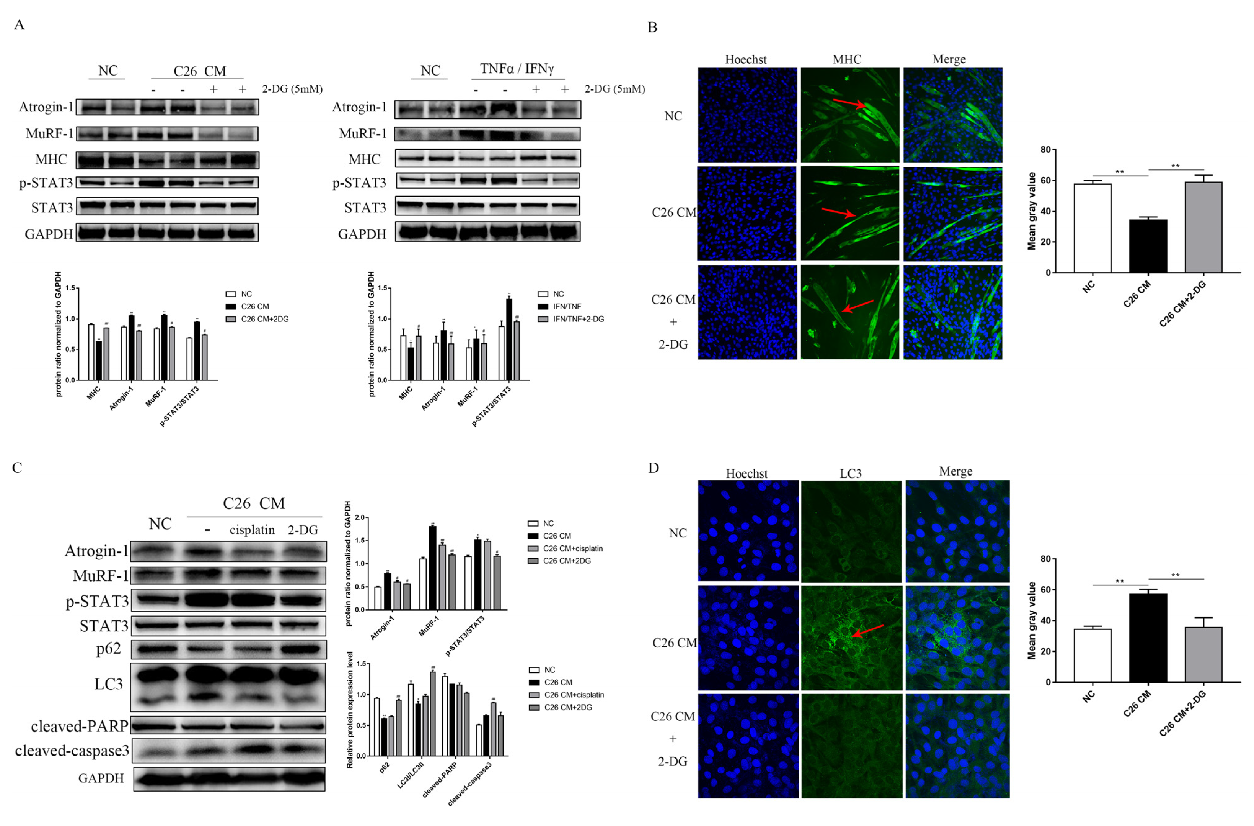 Cells 11 02987 g005 Cells 11 02987 g005