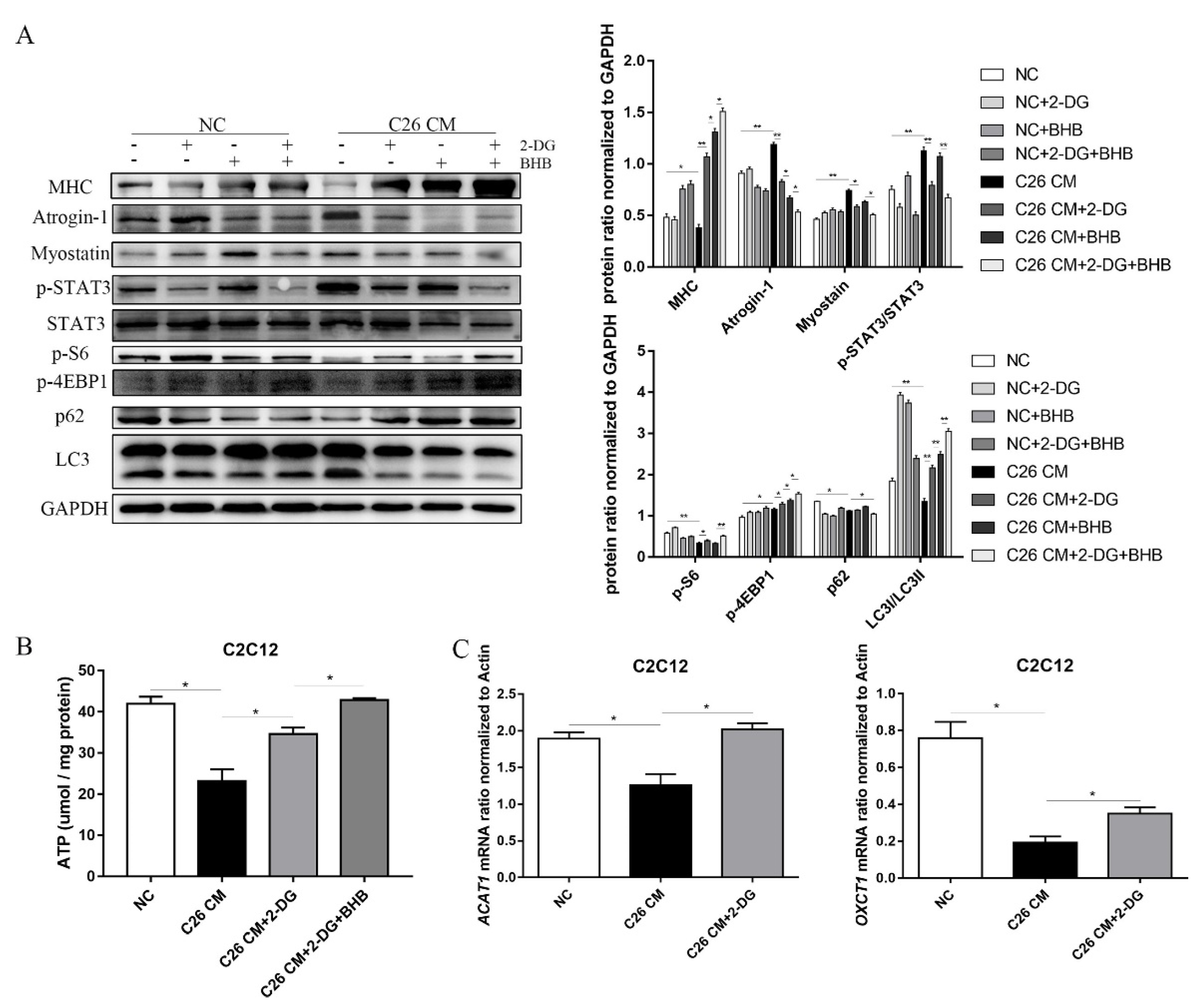 Cells 11 02987 g006 Cells 11 02987 g006