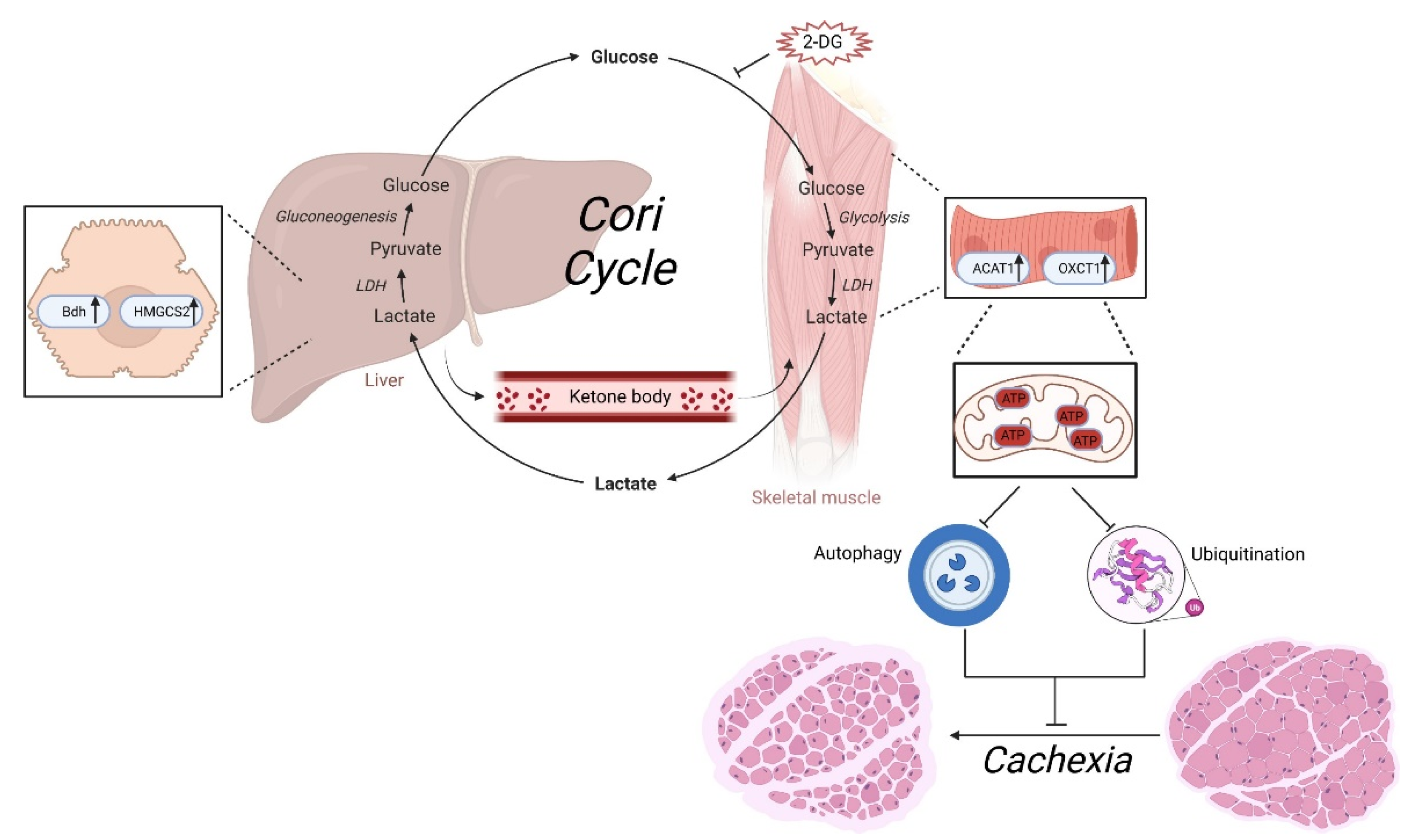 Cells 11 02987 g007 Cells 11 02987 g007
