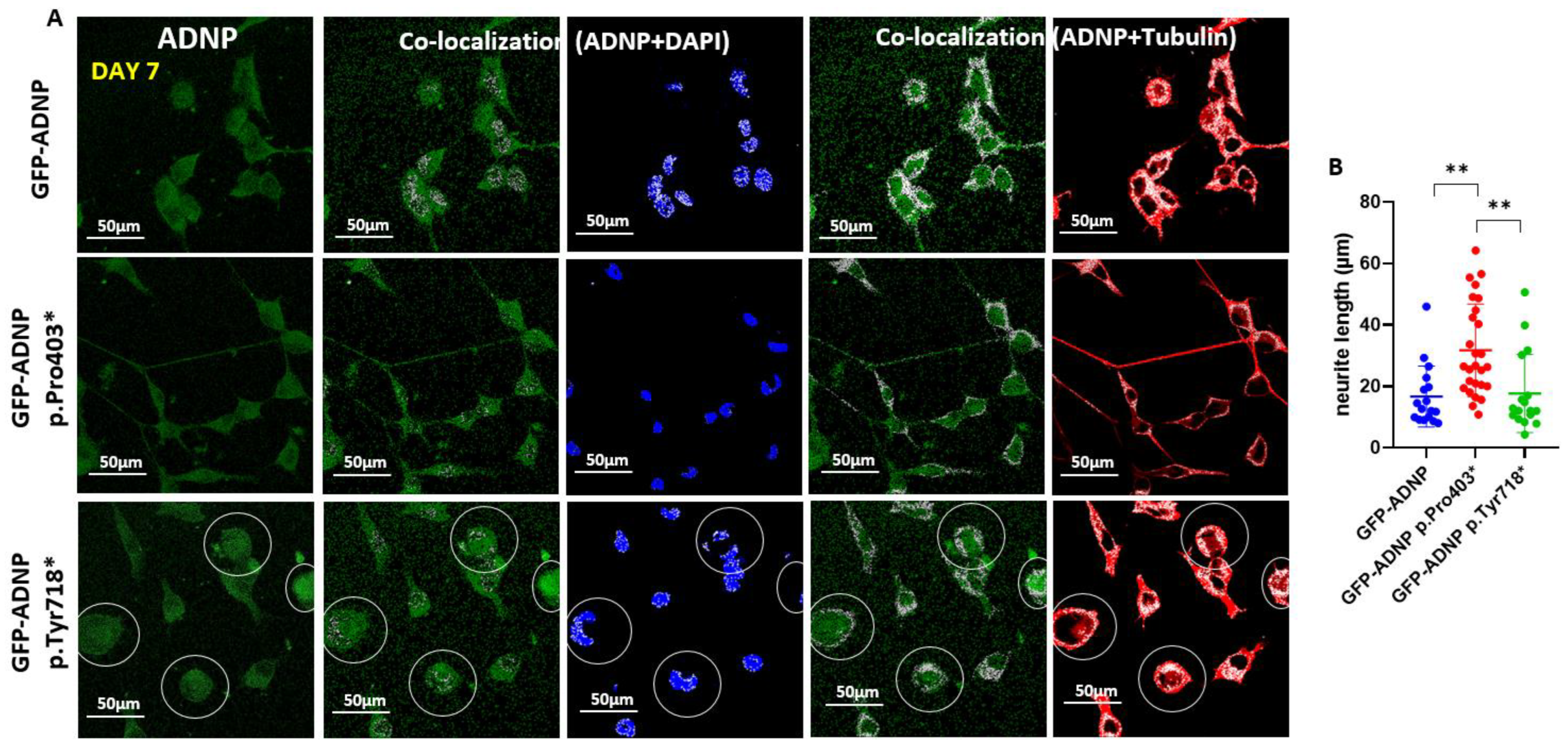 Cells 11 02994 g005 Cells 11 02994 g005