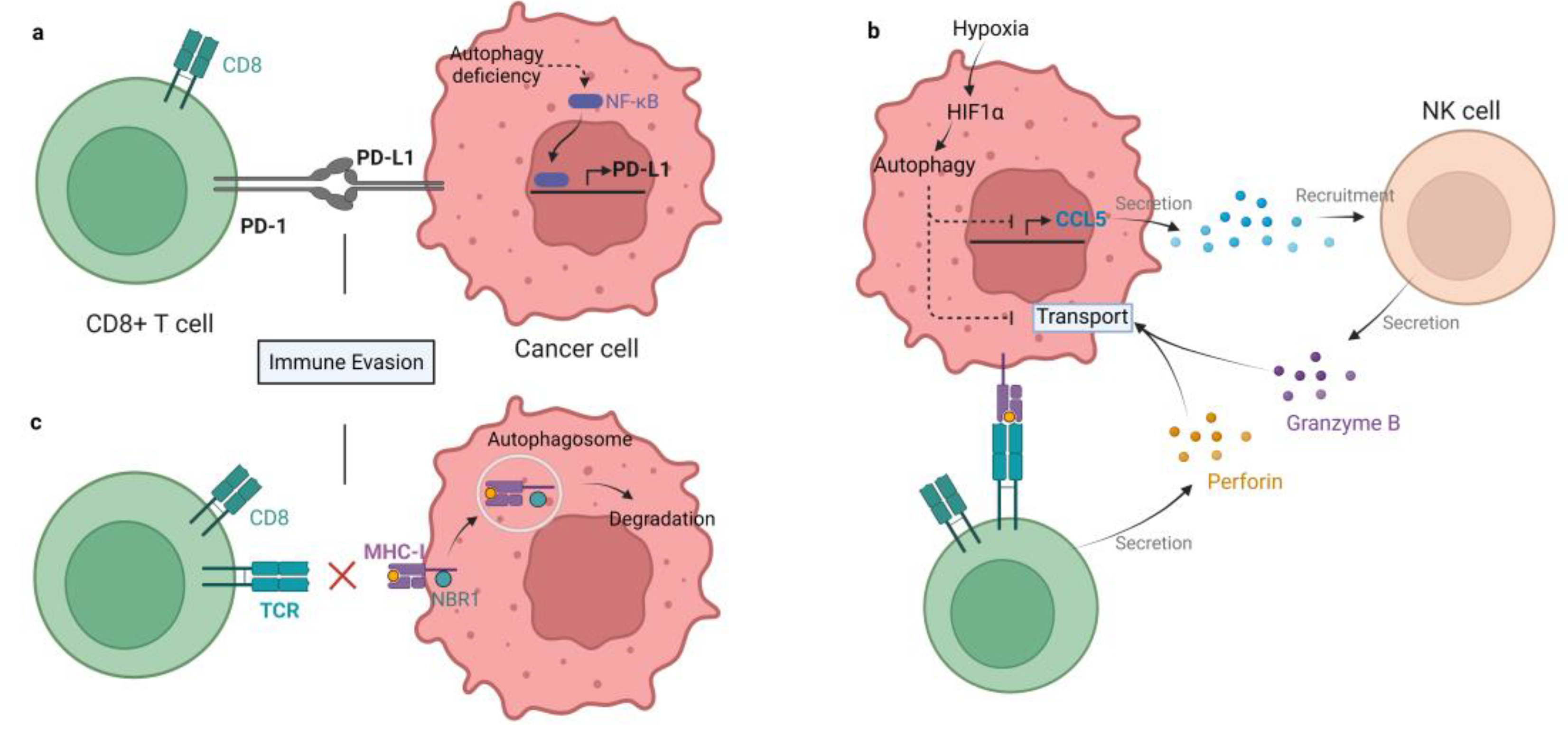 Autophagy in Tumor Immune System Biology Diagrams