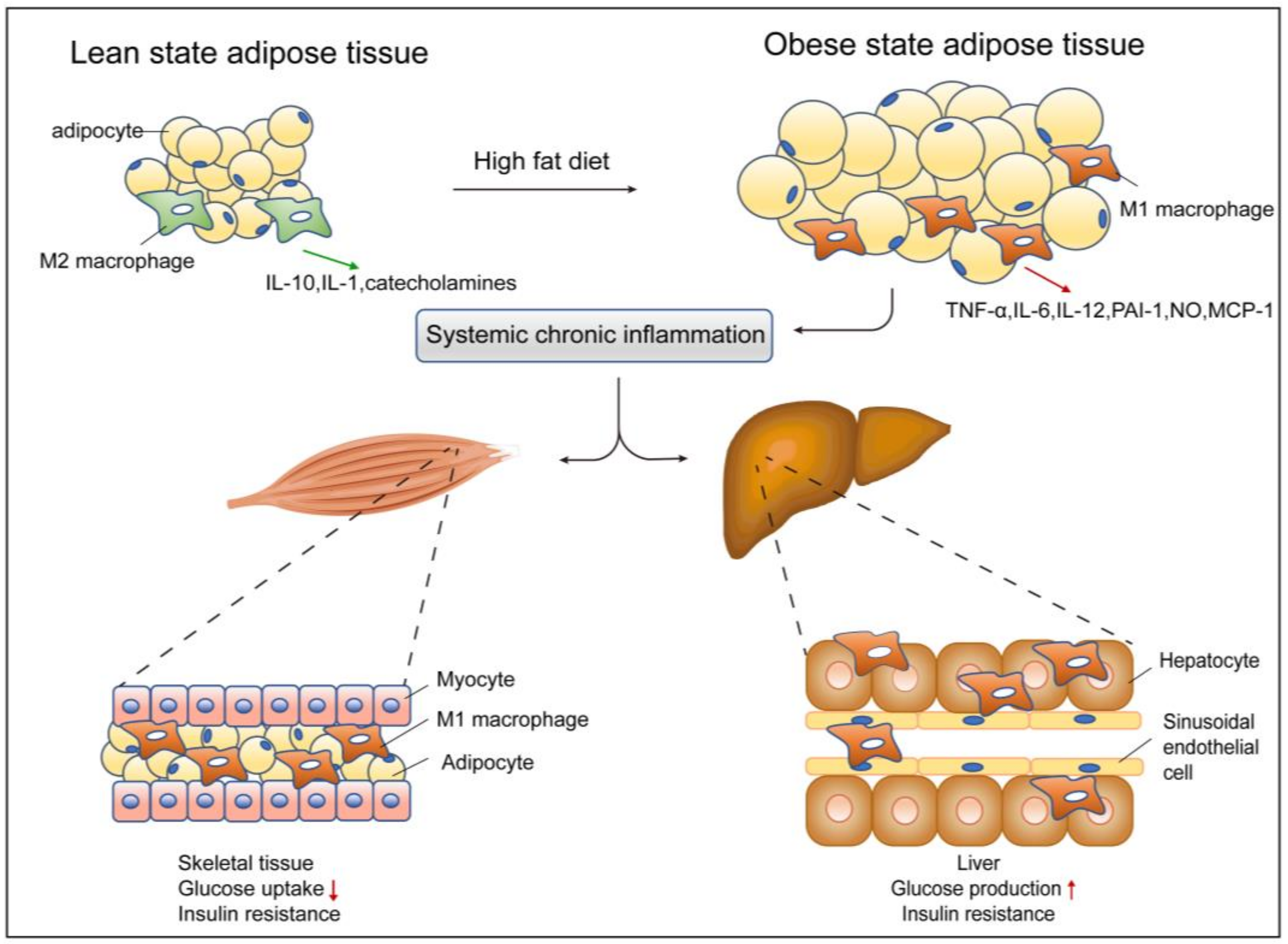 Cells 11 03001 g001 Cells 11 03001 g001