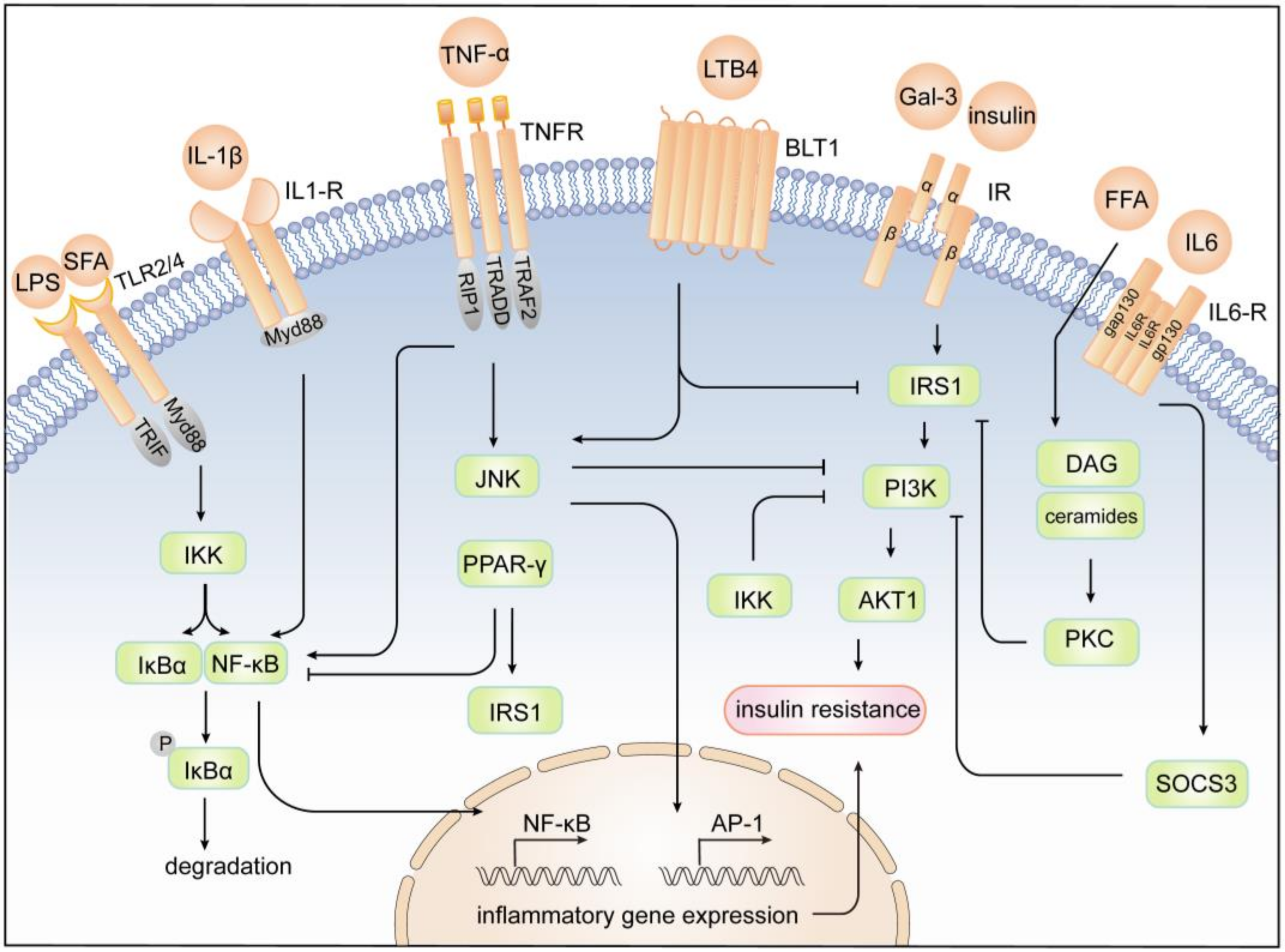 Cells 11 03001 g002 Cells 11 03001 g002