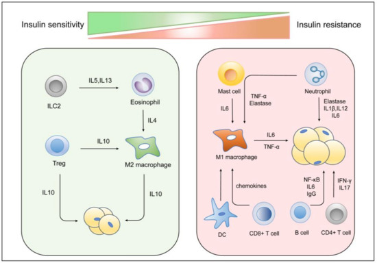 Macrophages, Chronic Inflammation, and Insulin Resistance