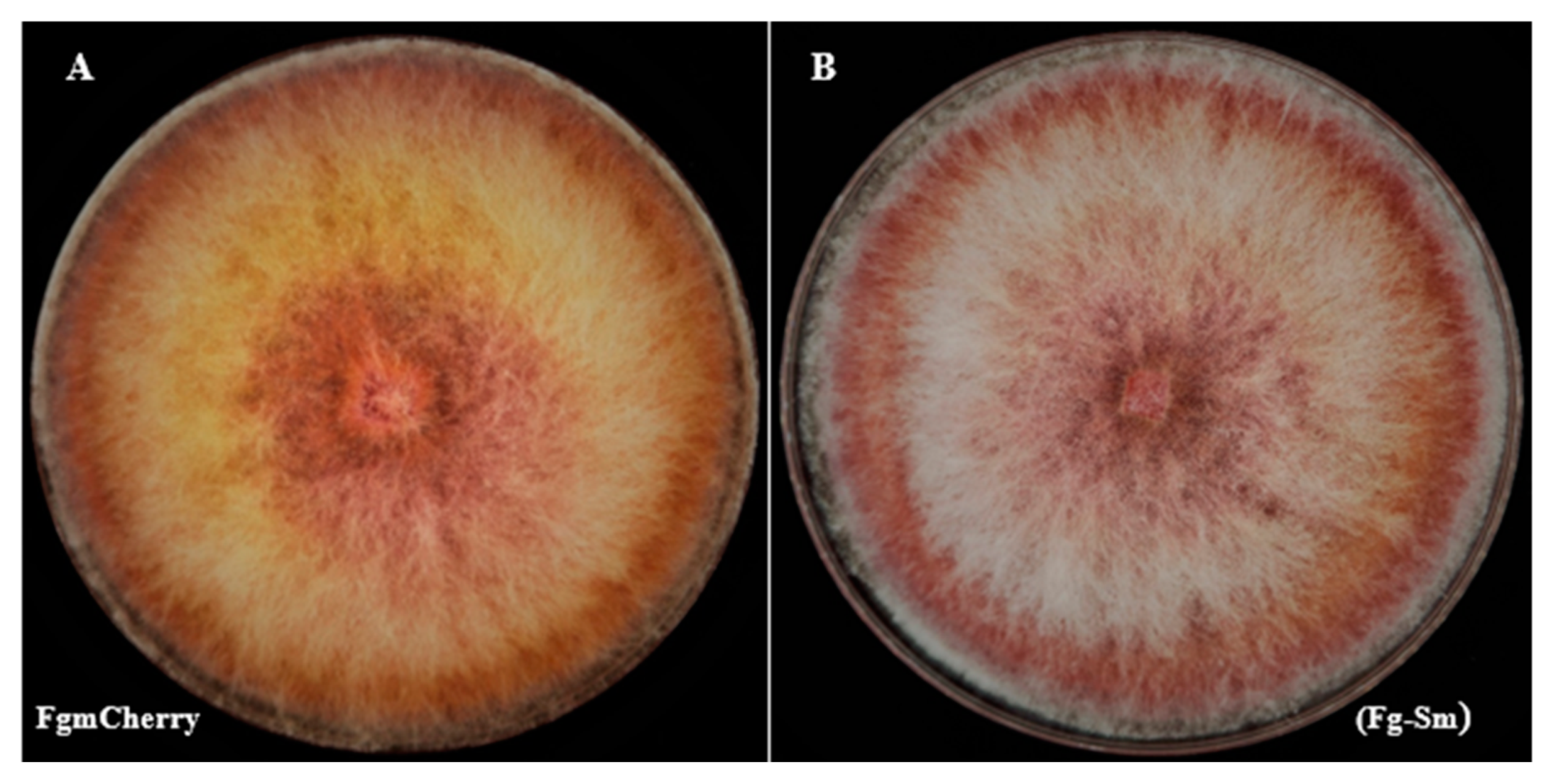 Cells 11 03004 g003 Cells 11 03004 g003