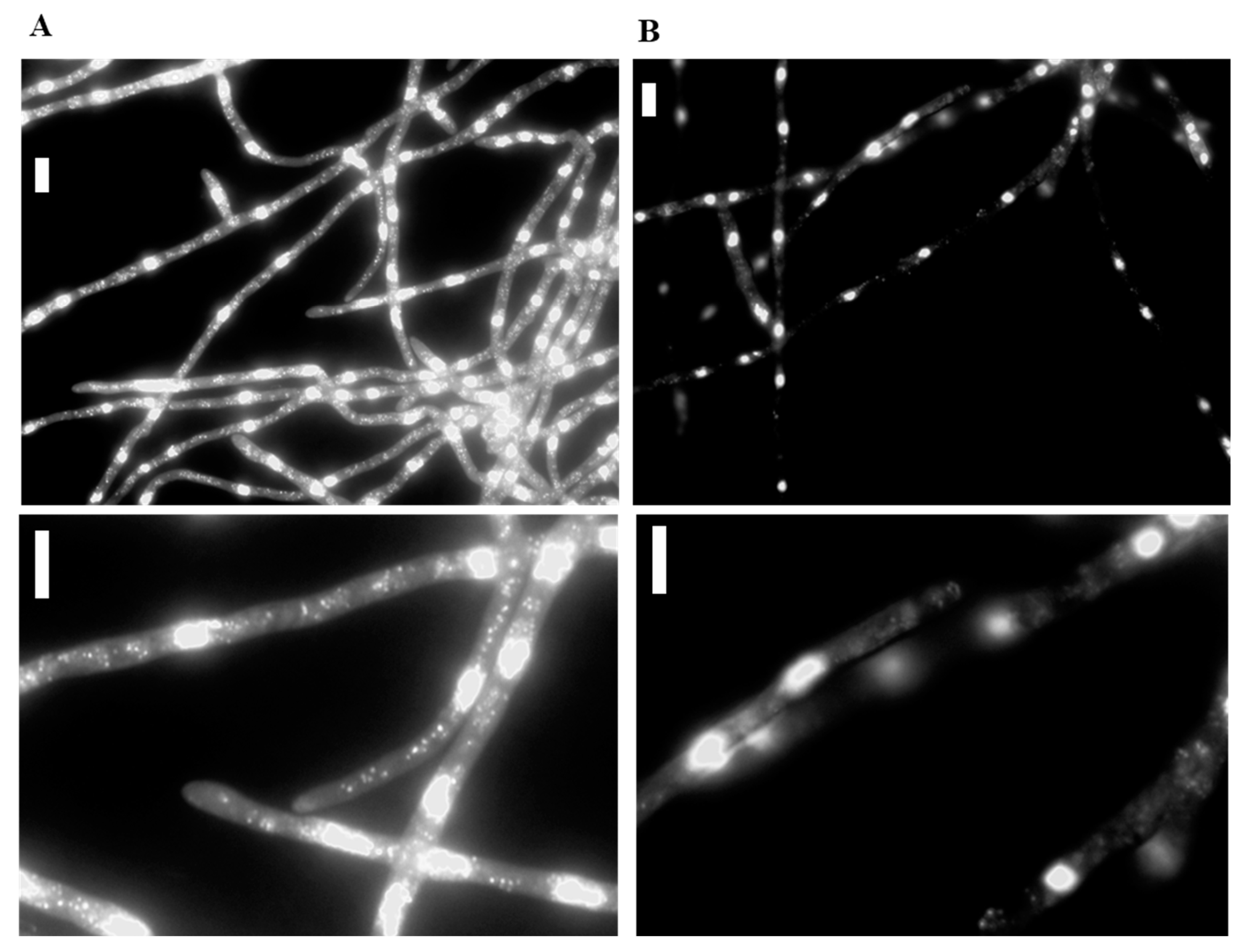 Cells 11 03004 g007 Cells 11 03004 g007