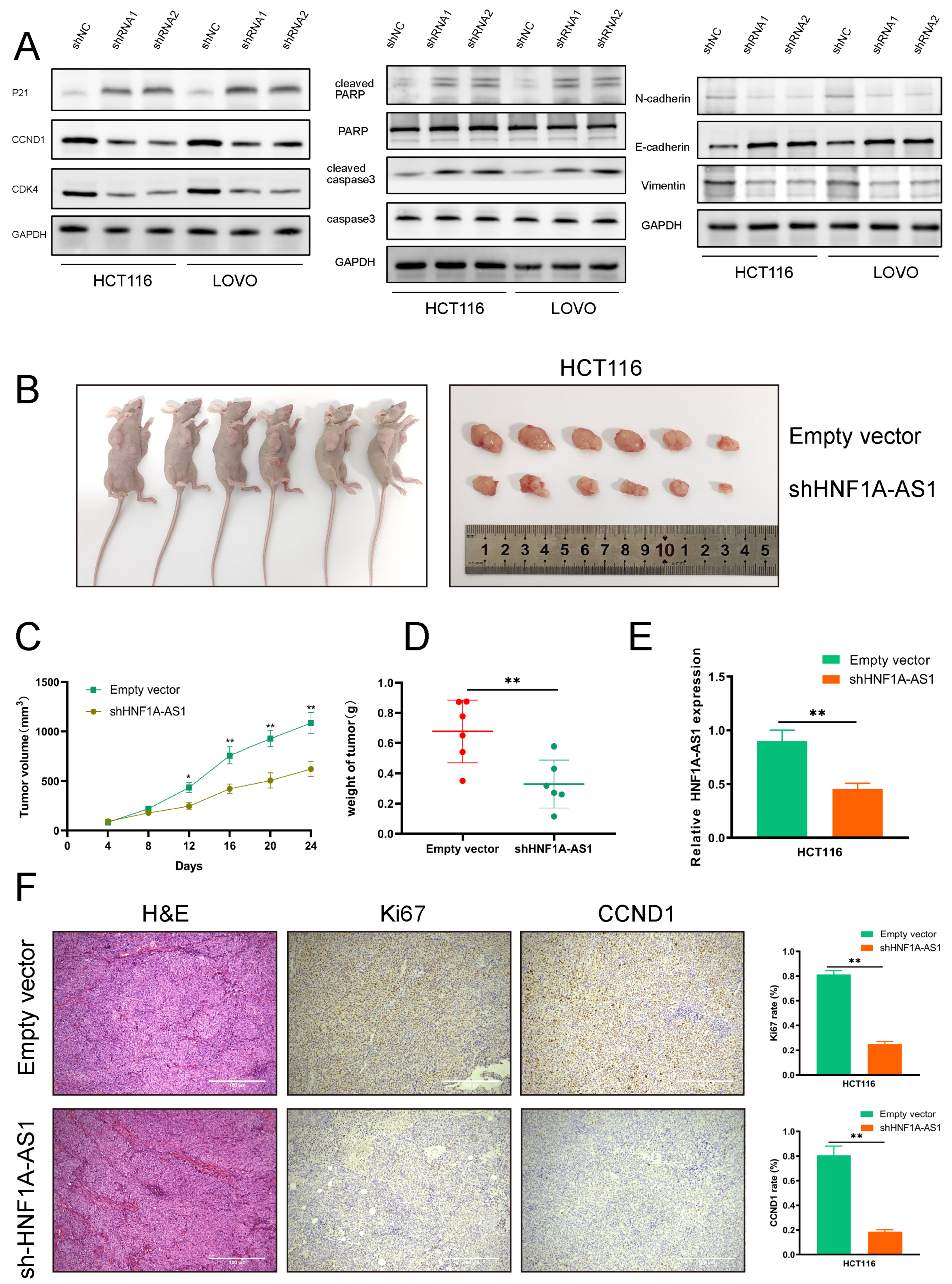 Cells 11 03008 g003 Cells 11 03008 g003