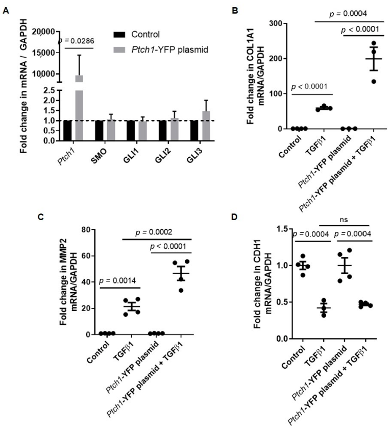 Cells 11 03016 g002 Cells 11 03016 g002