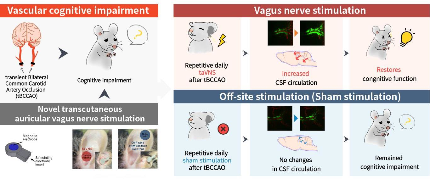 Cells Free FullText Transcutaneous Auricular Vagus Nerve Stimulation Enhances Cerebrospinal