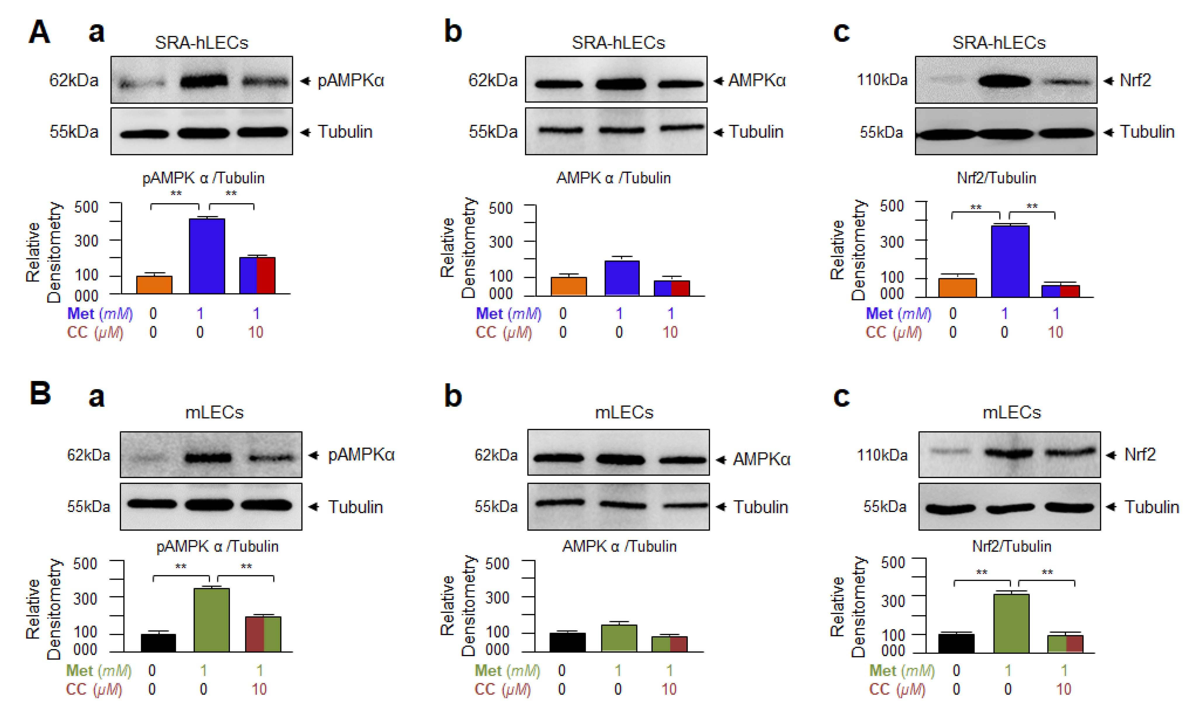 Cells 11 03021 g005 Cells 11 03021 g005