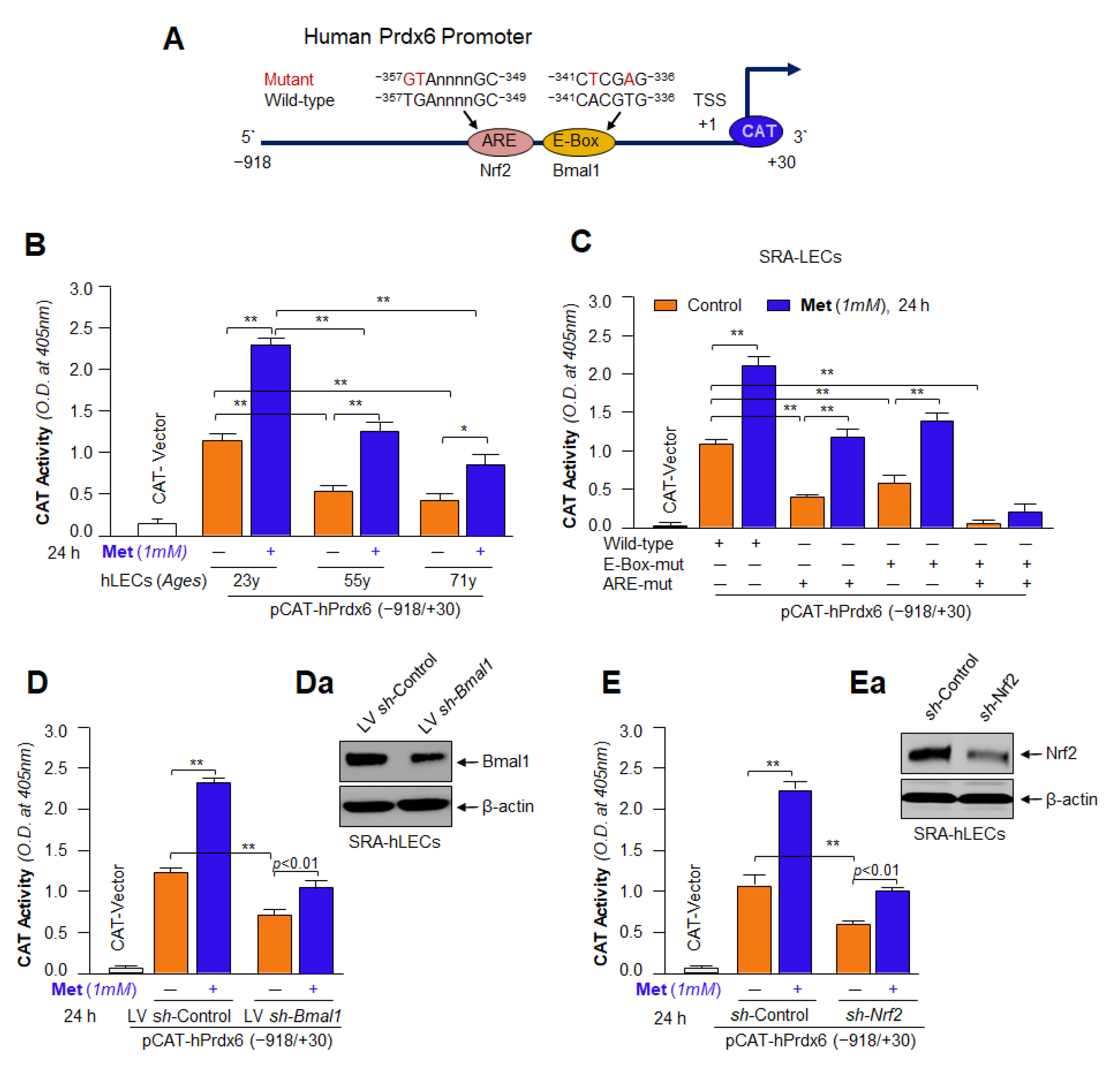 Cells 11 03021 g014 Cells 11 03021 g014