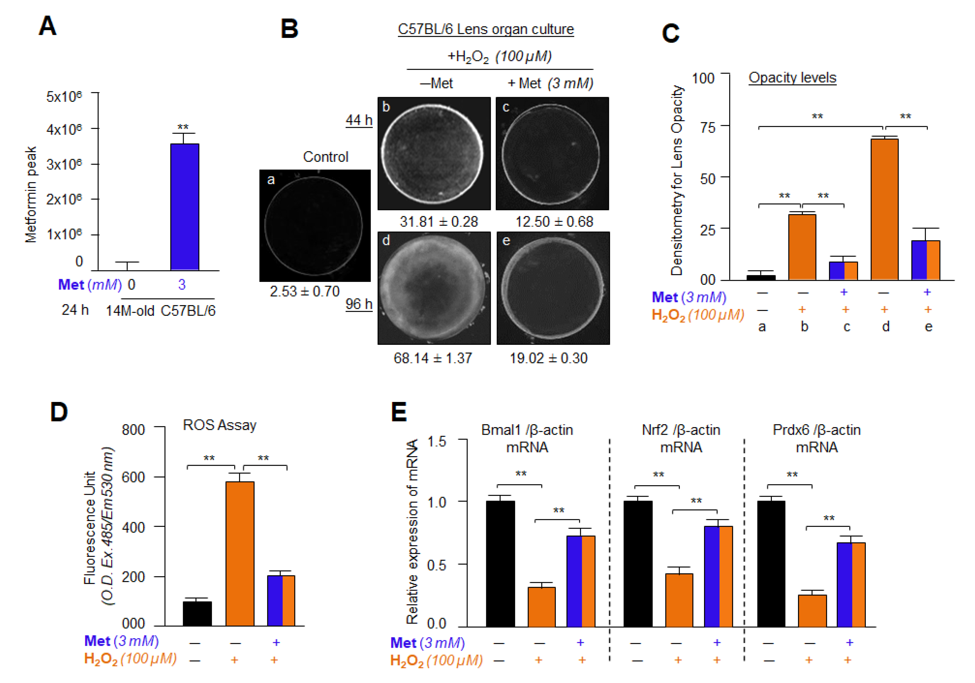 Cells 11 03021 g016 Cells 11 03021 g016