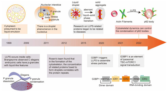 Phase separation on microtubules: from droplet formation to cellular  function?: Trends in Cell Biology