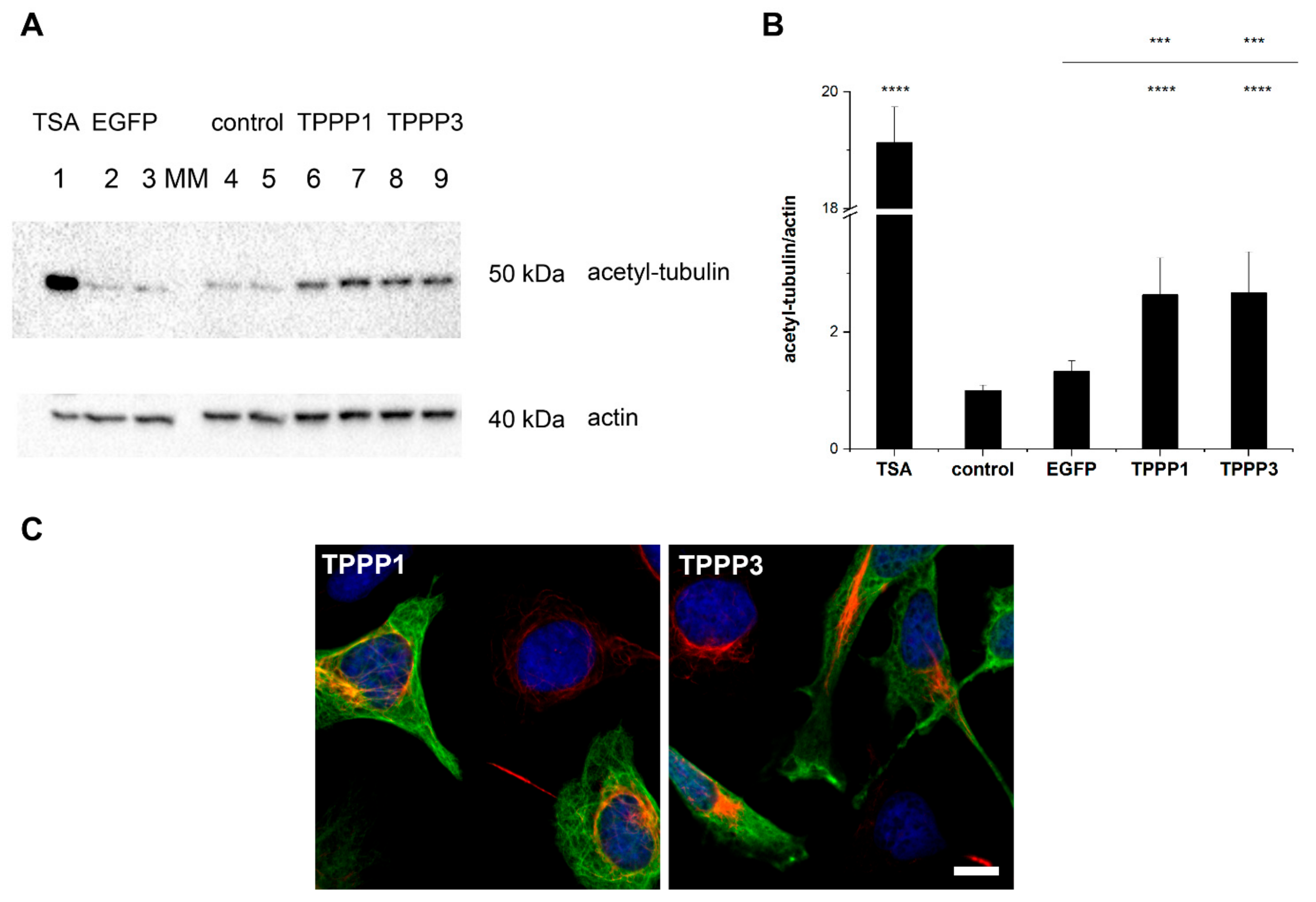 Cells 11 03025 g005 Cells 11 03025 g005
