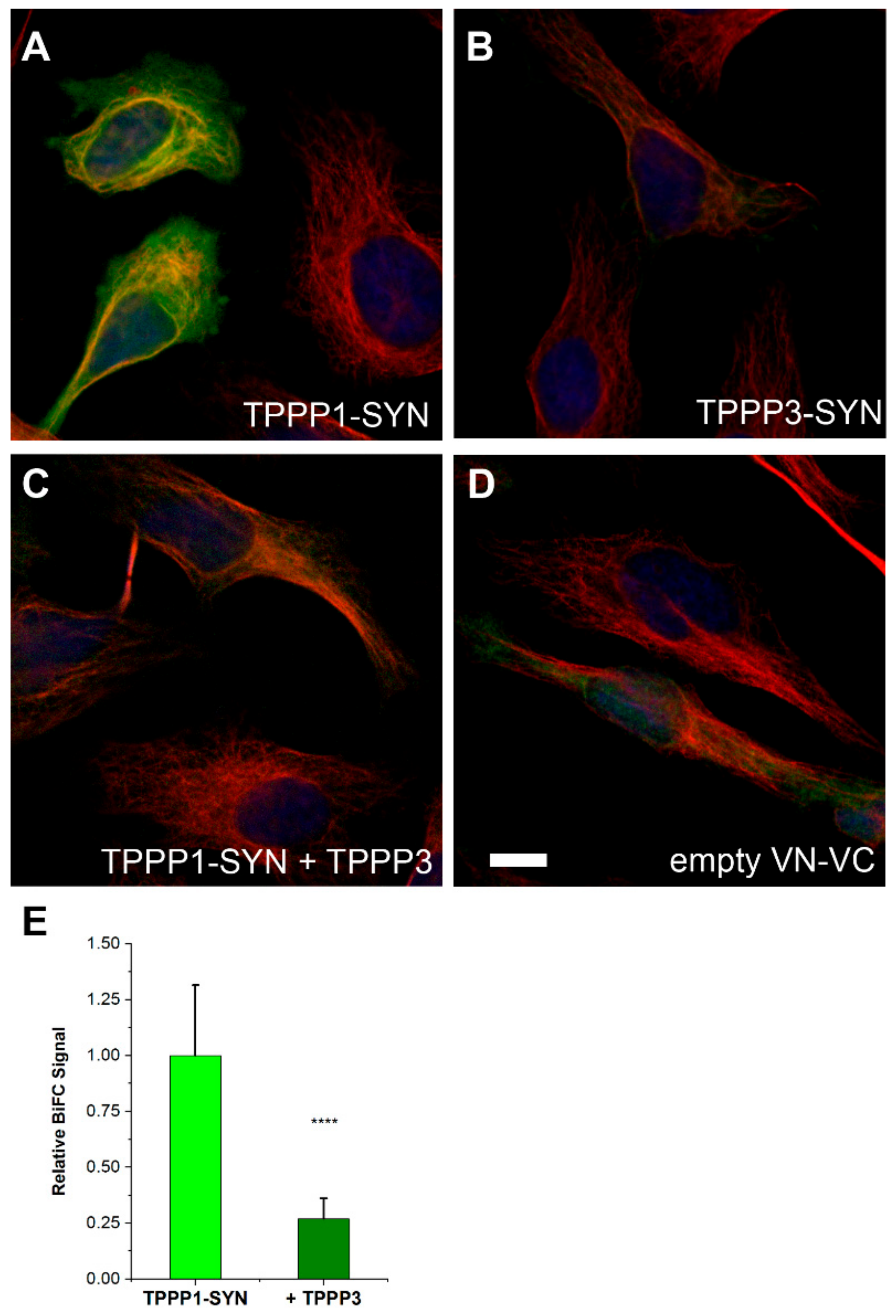 Cells 11 03025 g009 Cells 11 03025 g009