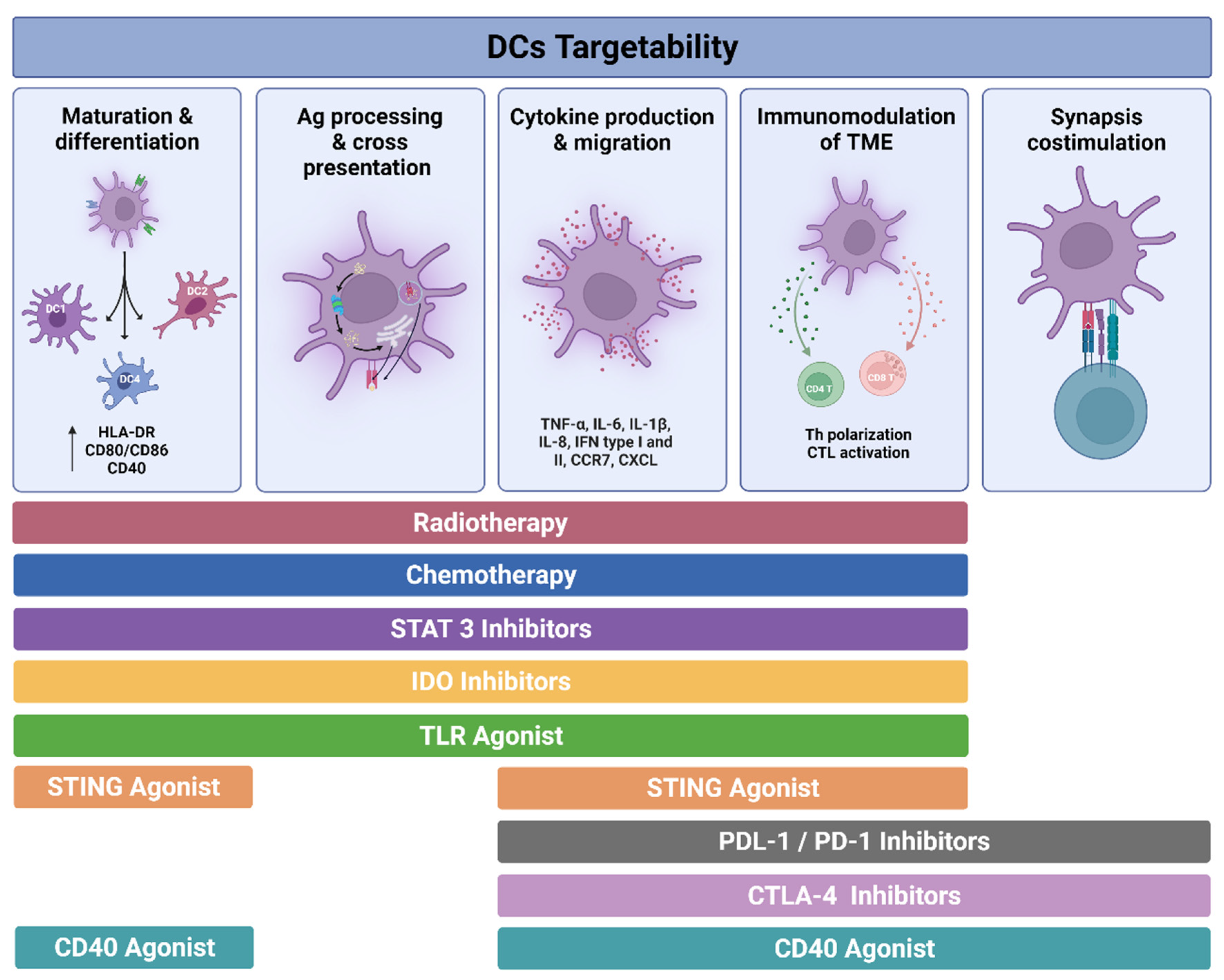 Dendritic Cells: The Long and Evolving Road towards