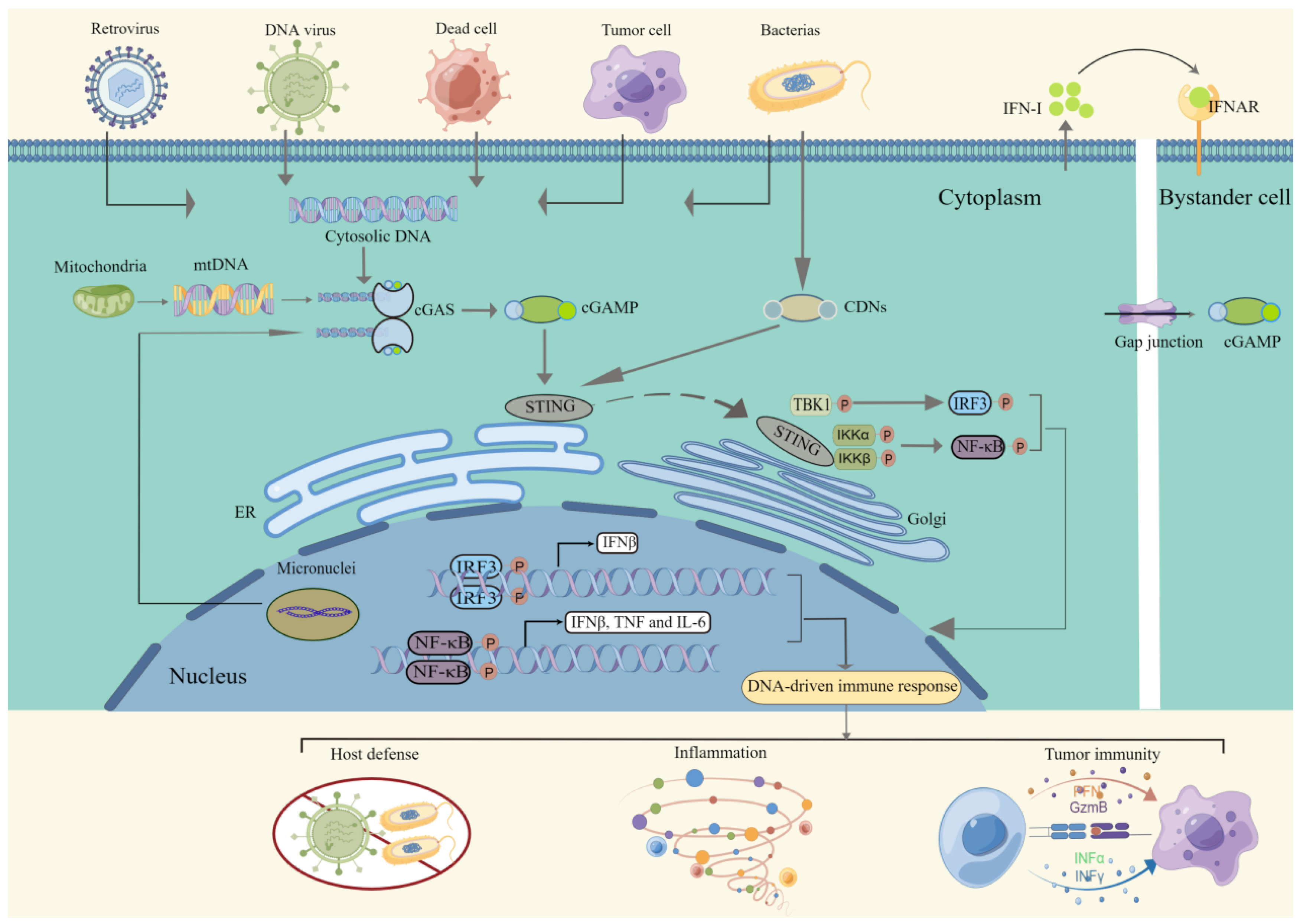 Cells 11 03043 g001 Cells 11 03043 g001
