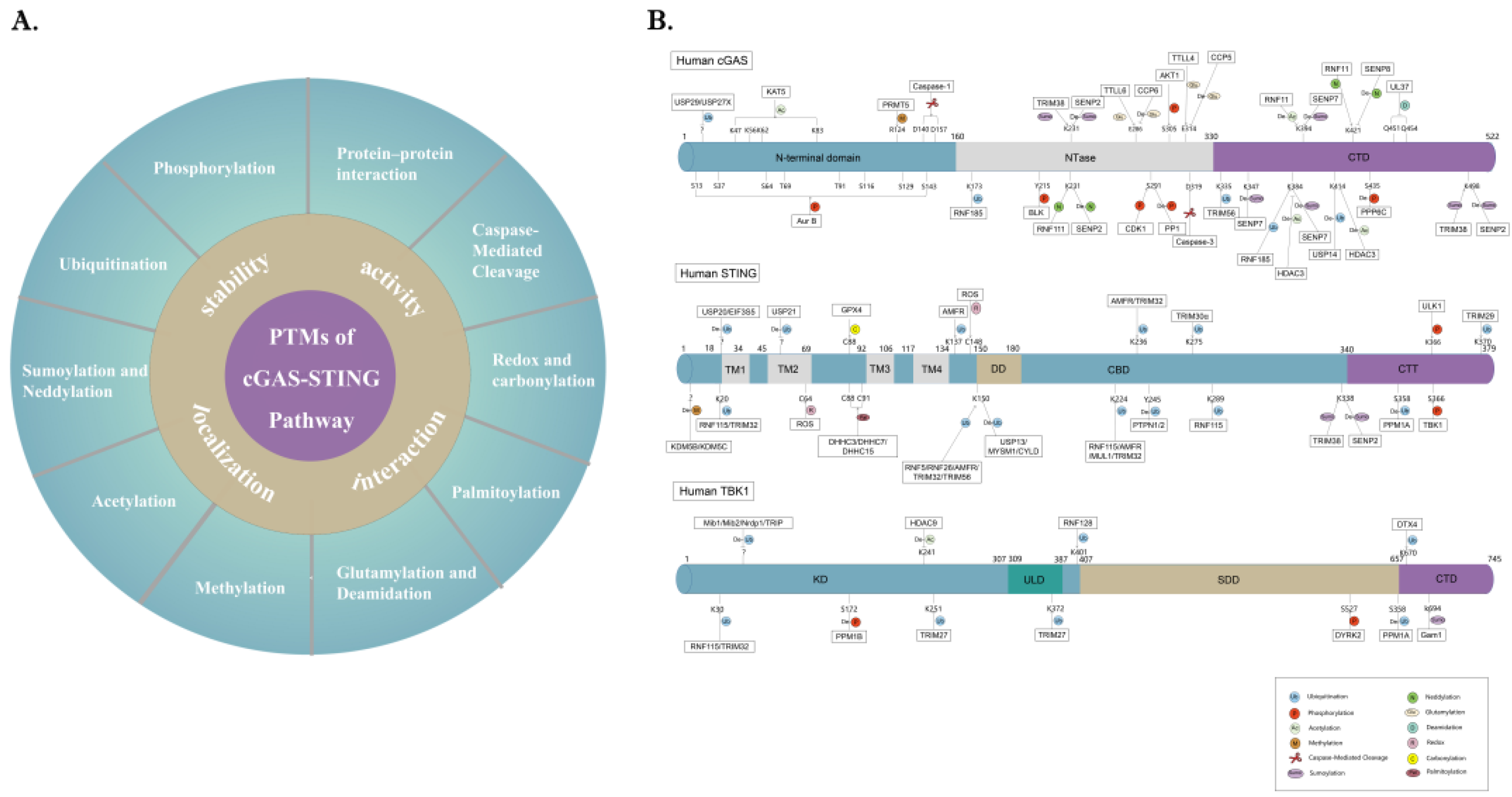 Cells 11 03043 g002 Cells 11 03043 g002
