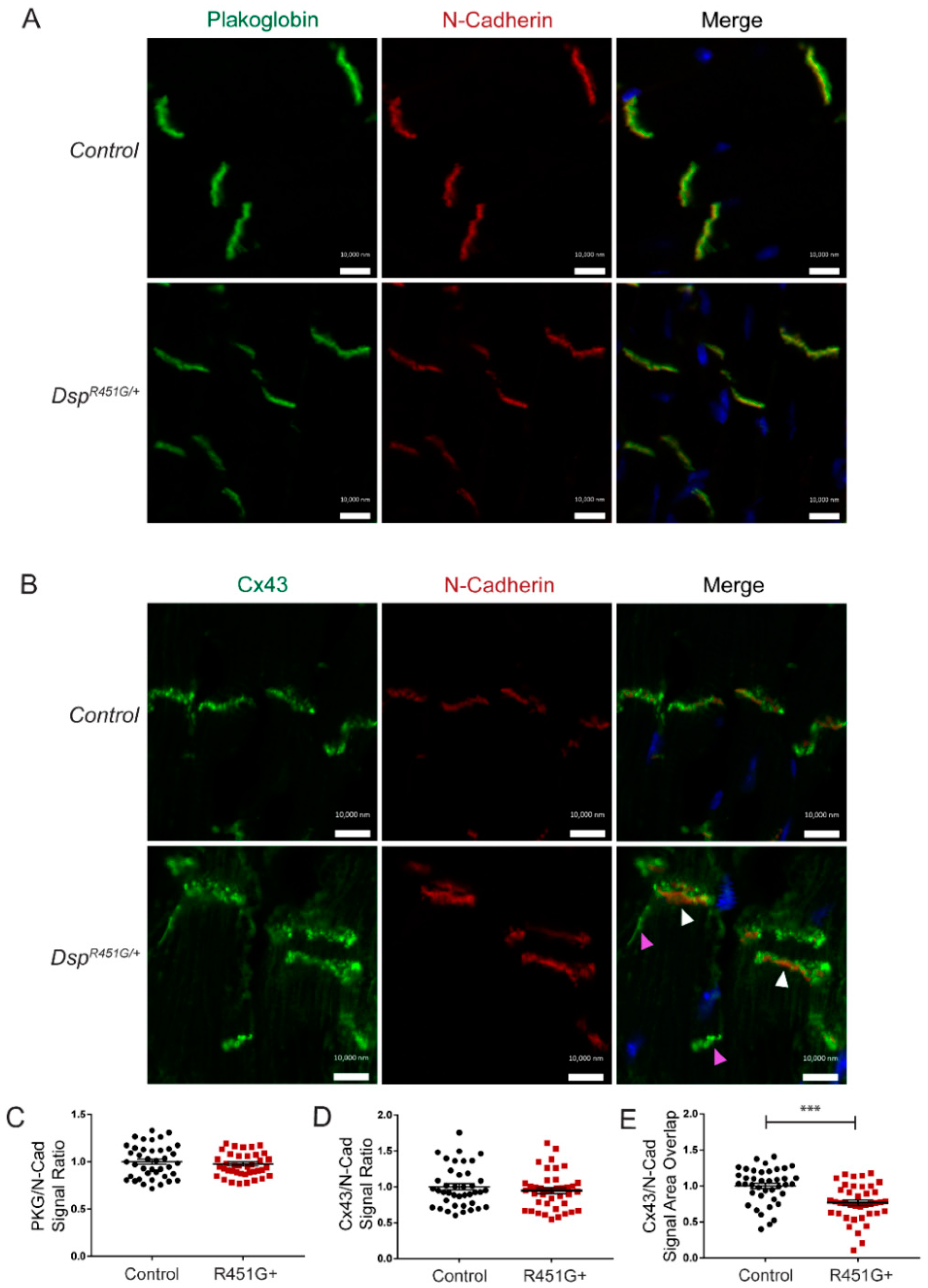 Cells 11 03049 g008