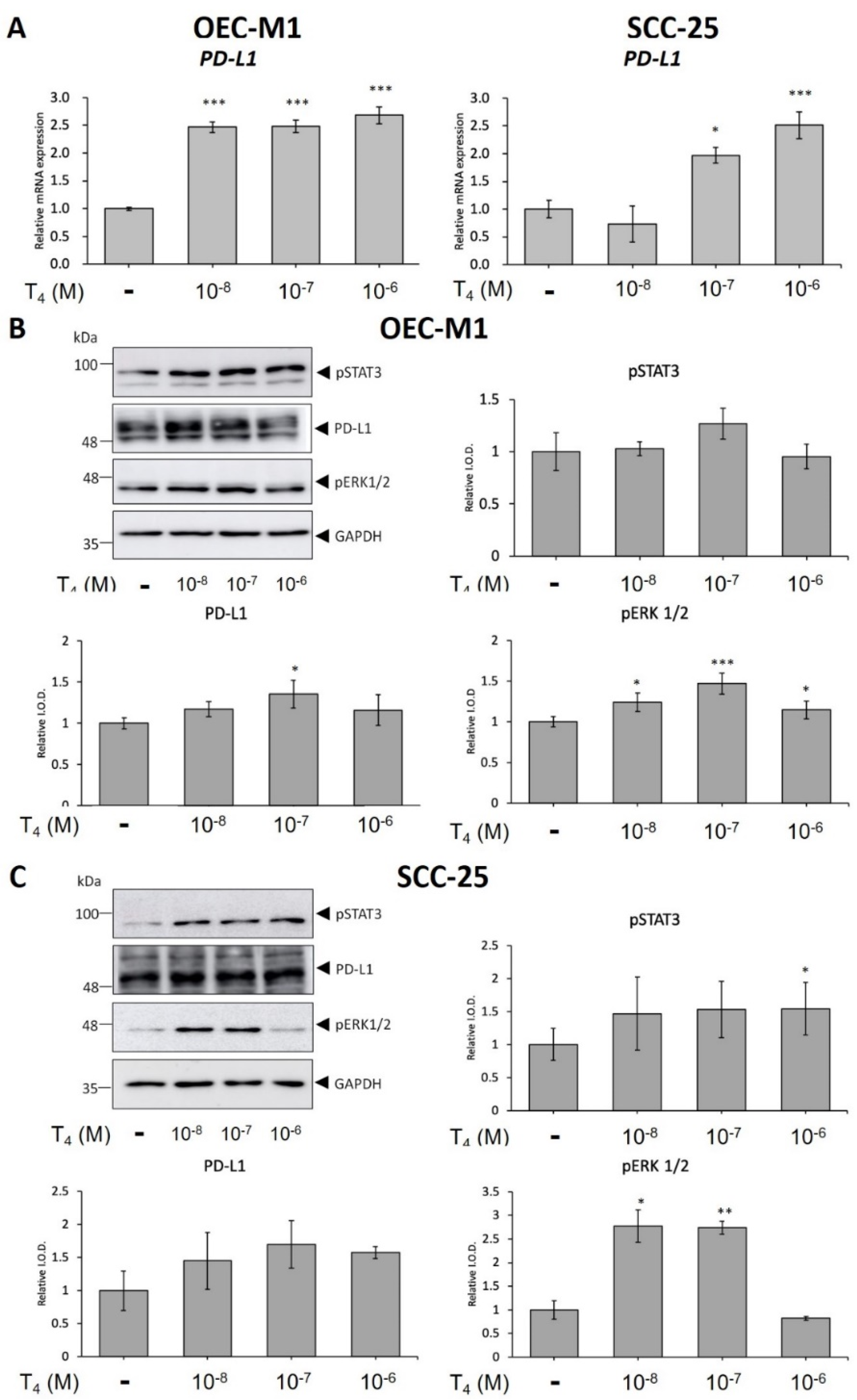 Cells 11 03050 g001 Cells 11 03050 g001