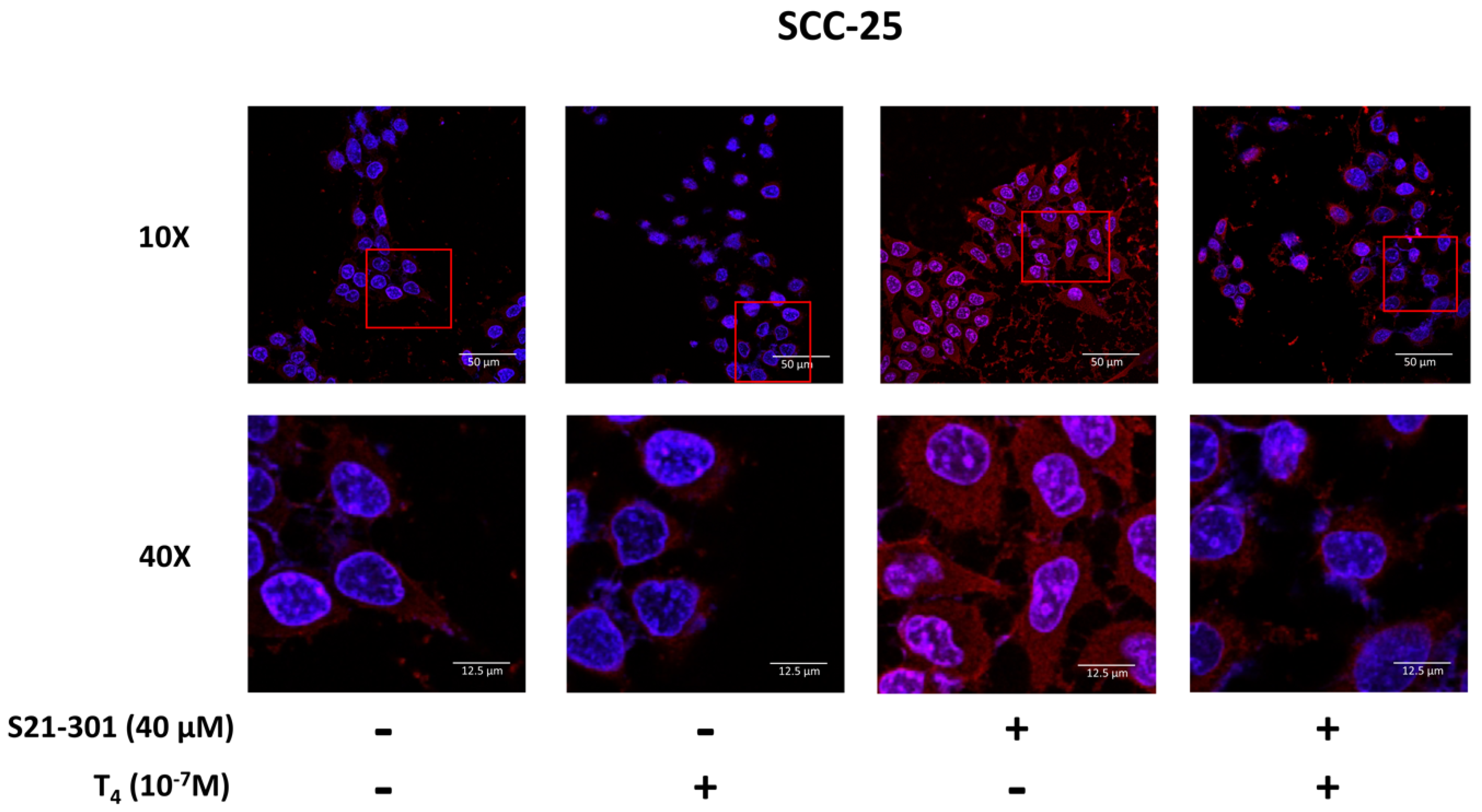 Cells 11 03050 g004 Cells 11 03050 g004