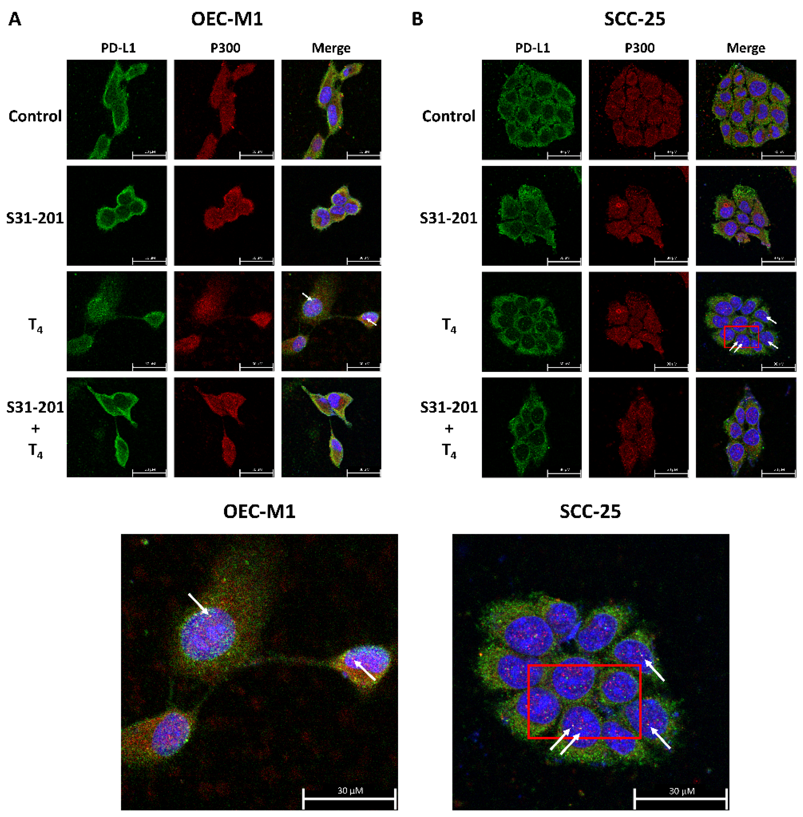 Cells 11 03050 g005 Cells 11 03050 g005