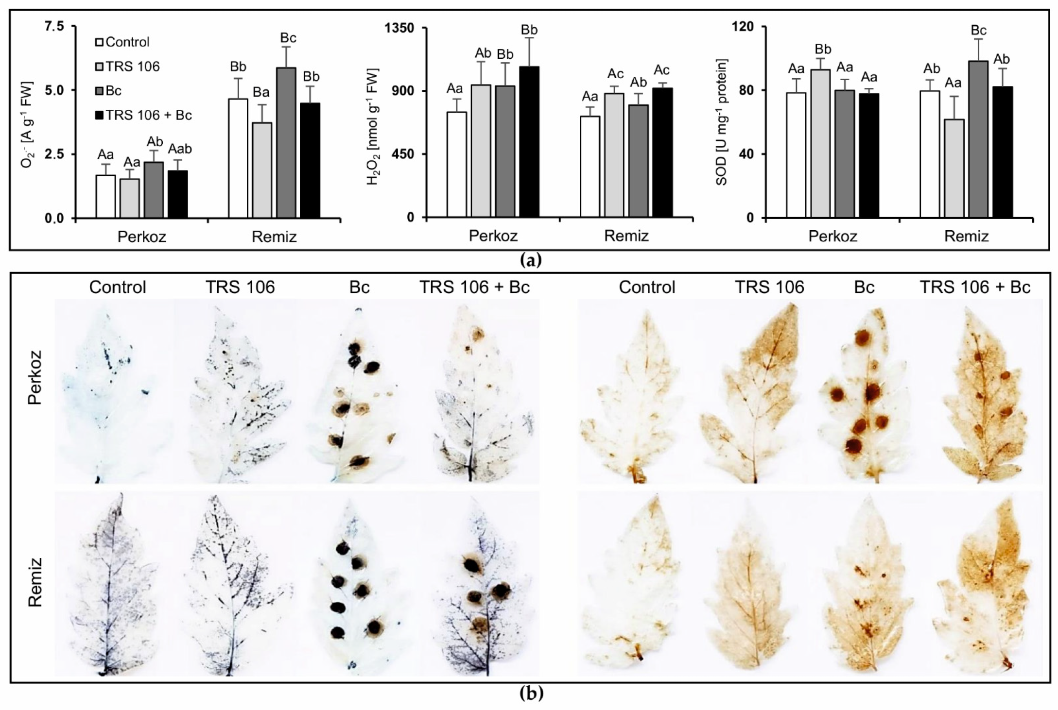 Cells 11 03051 g003 Cells 11 03051 g003