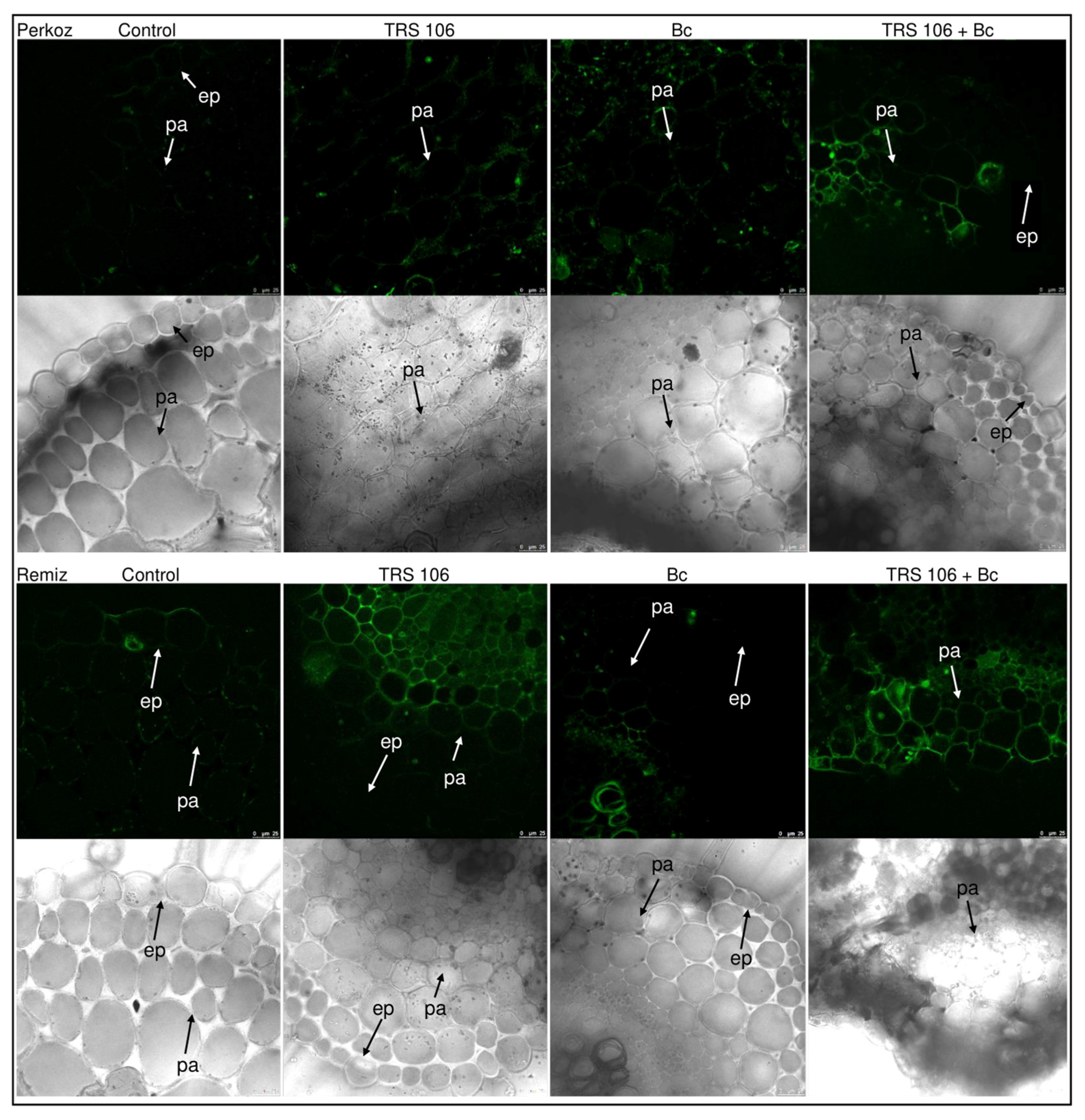 Cells 11 03051 g005 Cells 11 03051 g005