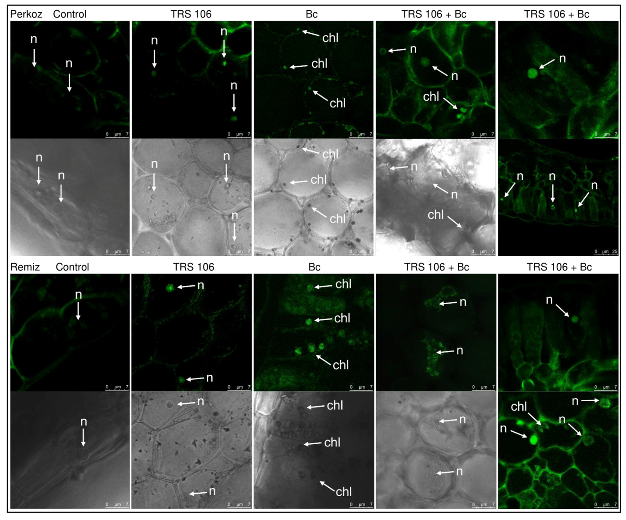 Cells 11 03051 g006 Cells 11 03051 g006