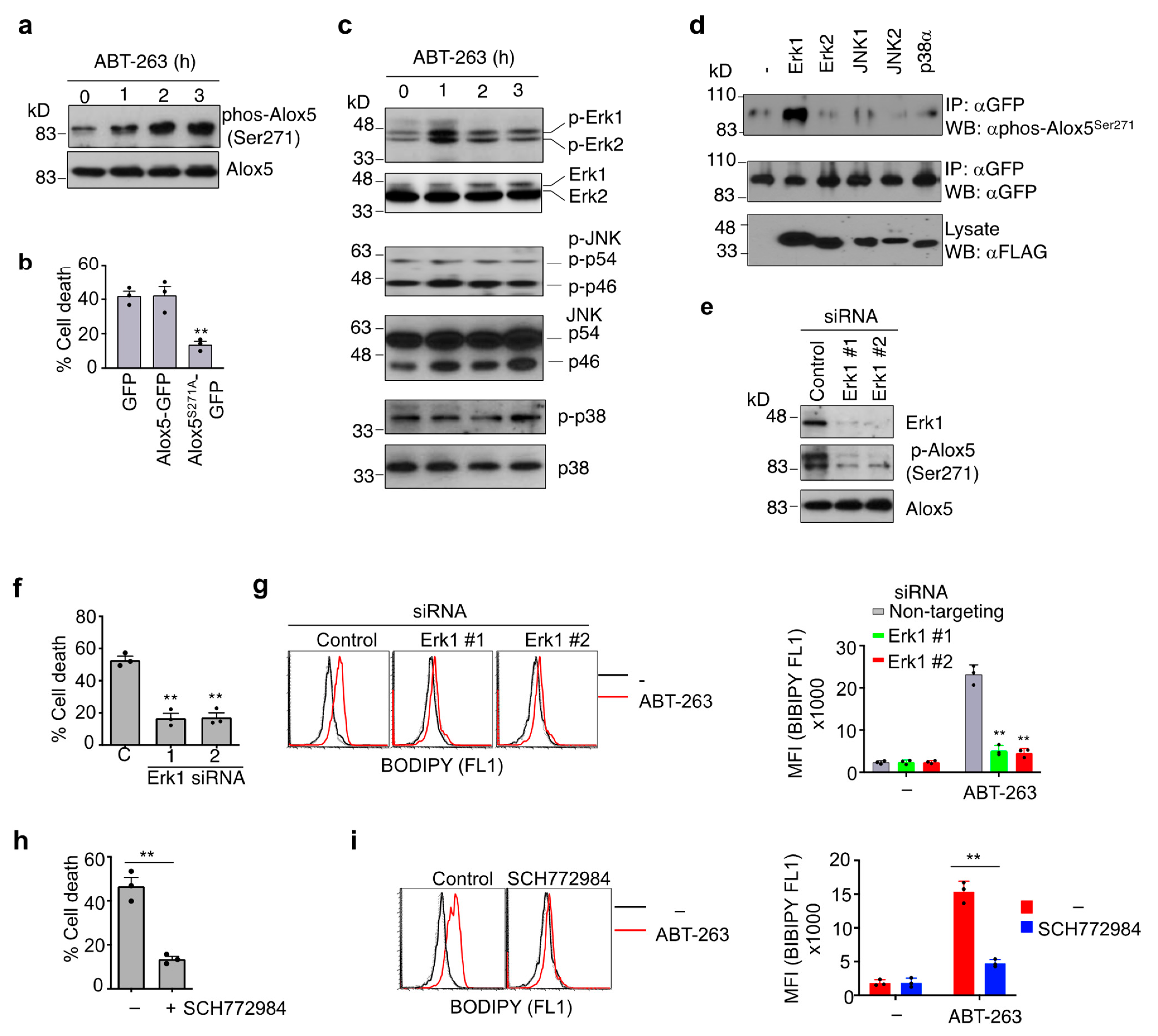 Cells 11 03053 g006 Cells 11 03053 g006