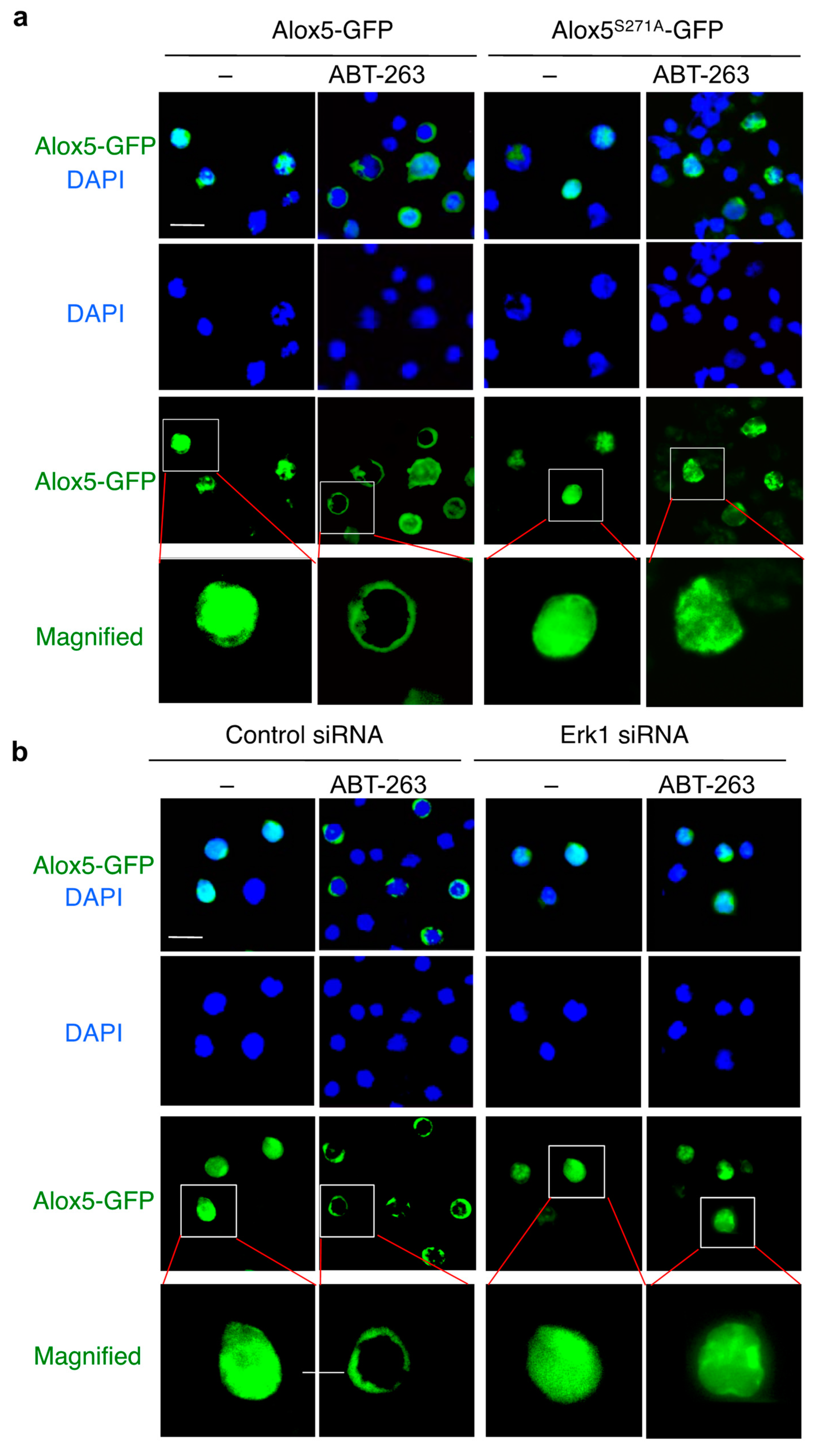 Cells 11 03053 g007 Cells 11 03053 g007