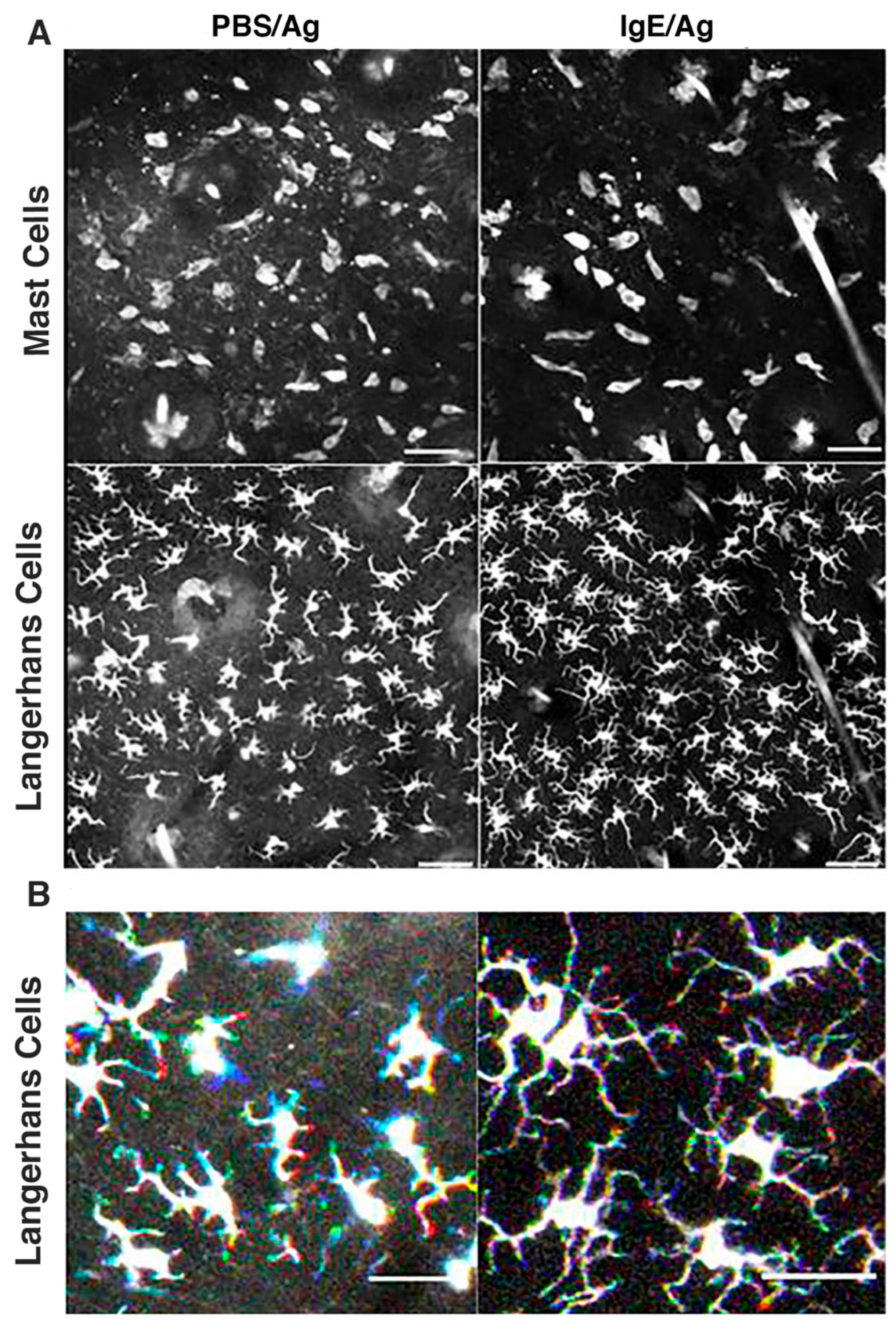 Cells 11 03055 g006 Cells 11 03055 g006