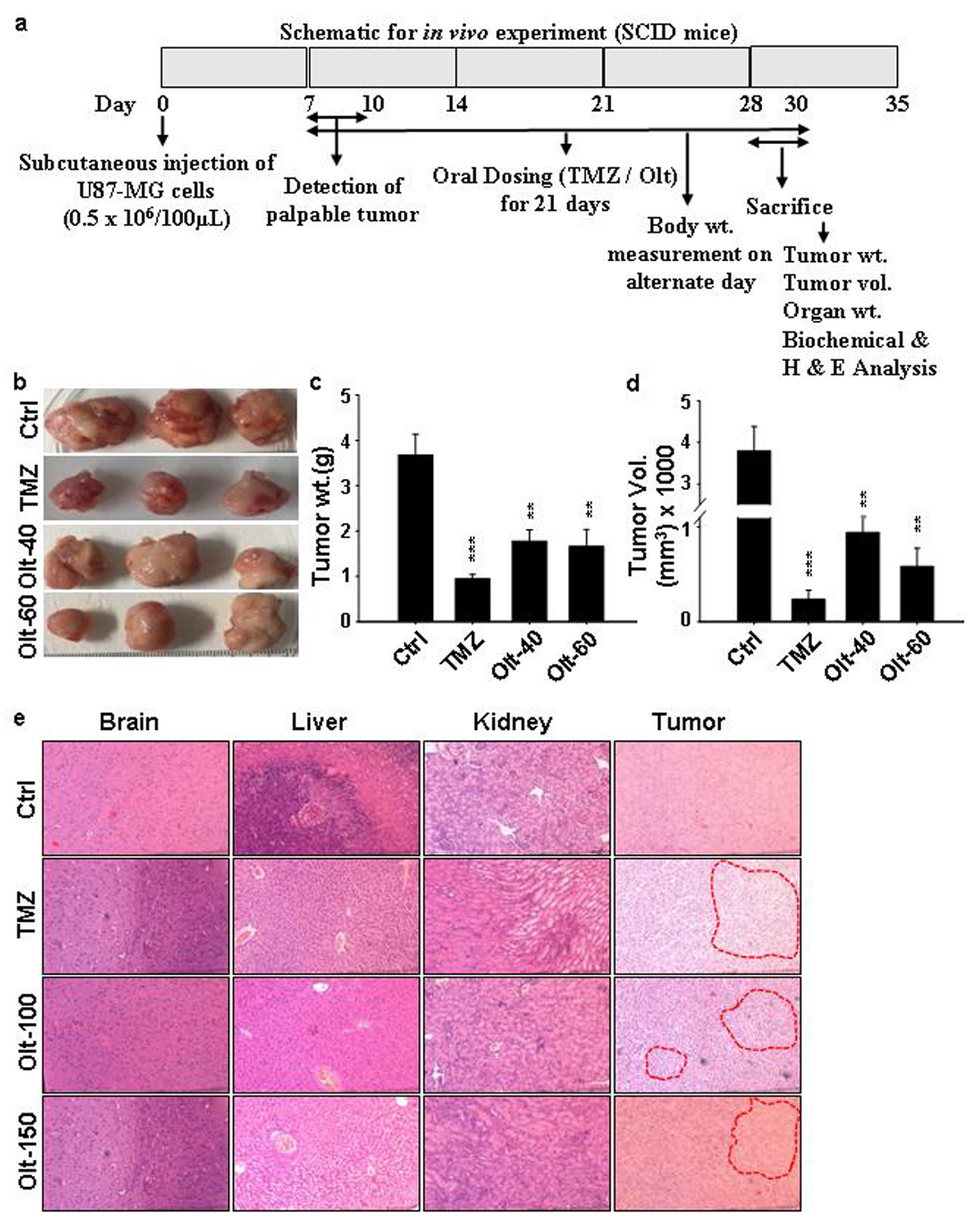 Cells 11 03057 g006 Cells 11 03057 g006