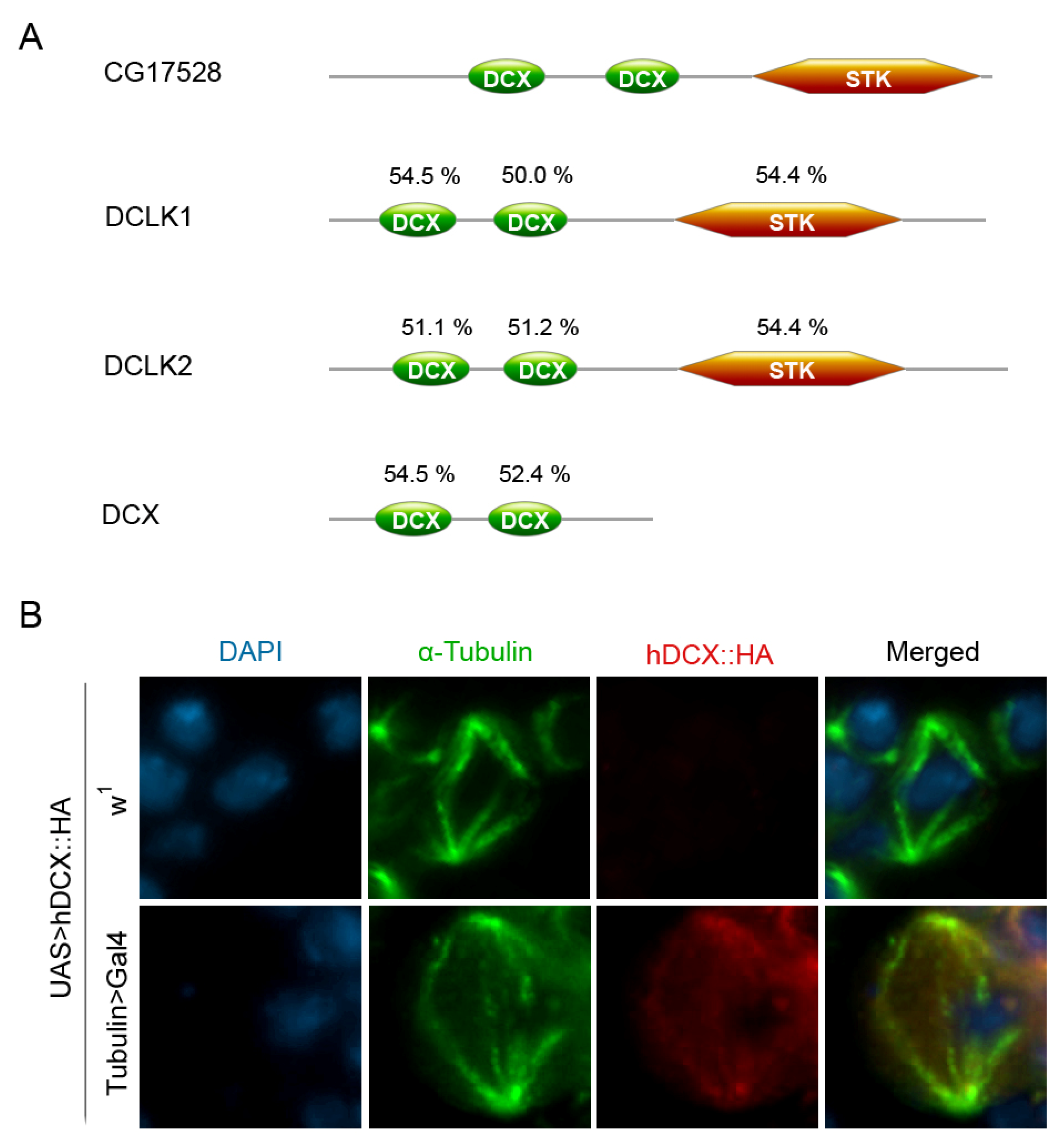 Cells 11 03058 g002 Cells 11 03058 g002