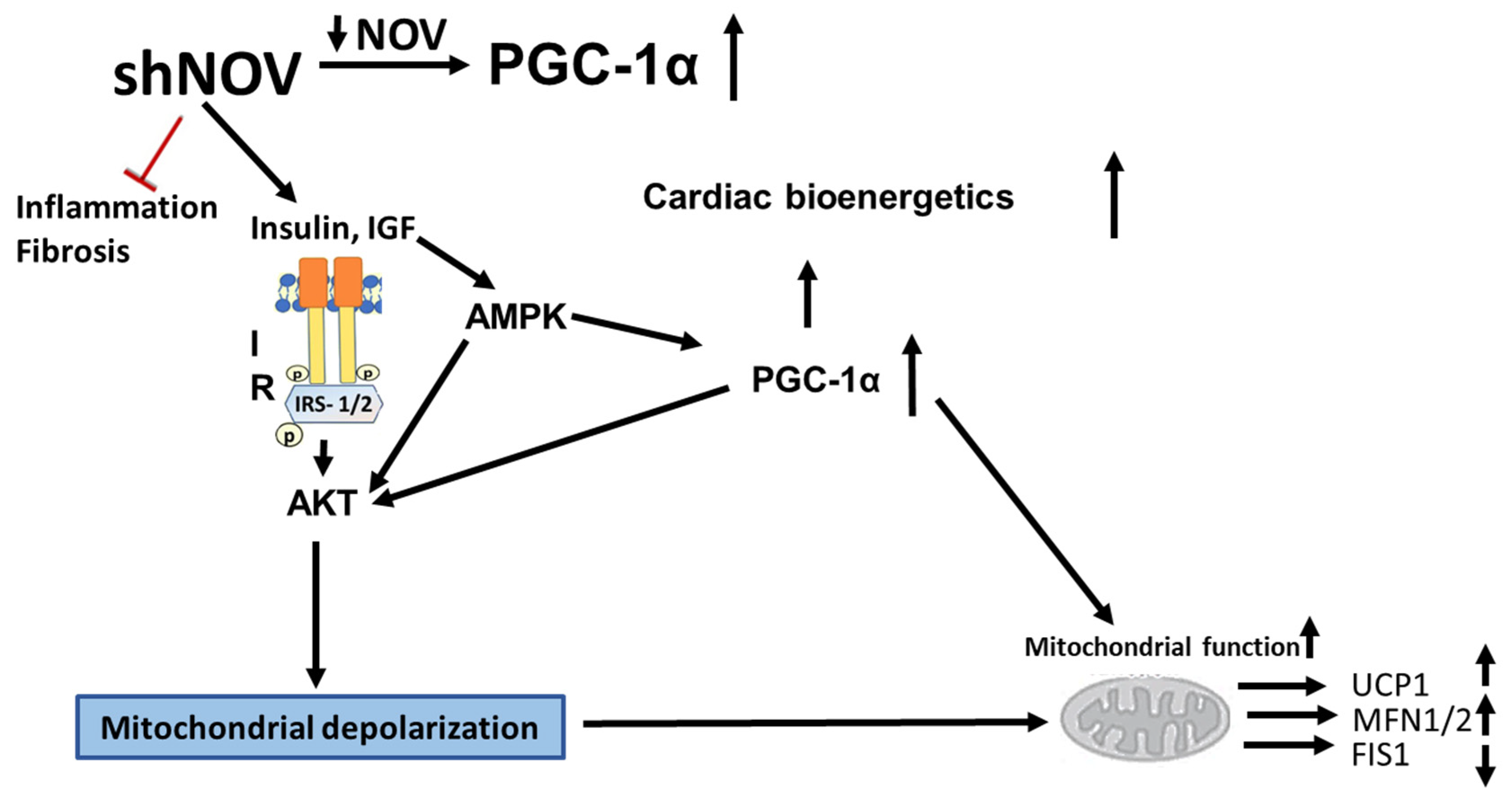 Cells 11 03060 g012 Cells 11 03060 g012