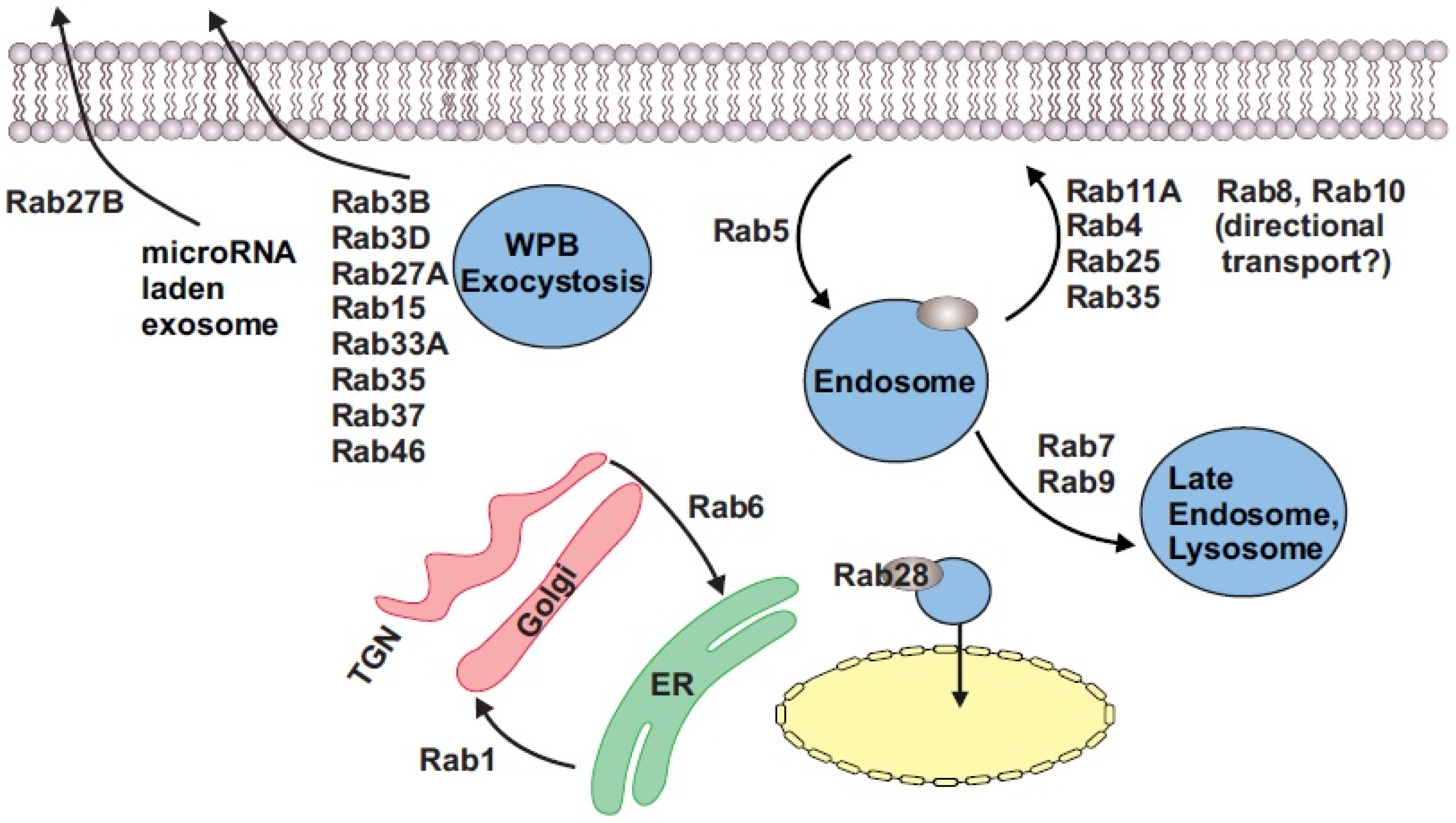 Cells 11 03061 g001 Cells 11 03061 g001