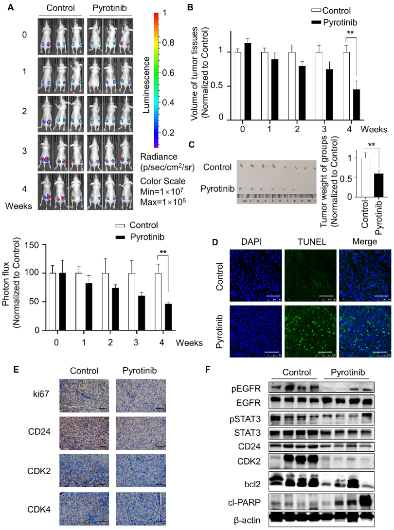 Cells 11 03064 g005 Cells 11 03064 g005