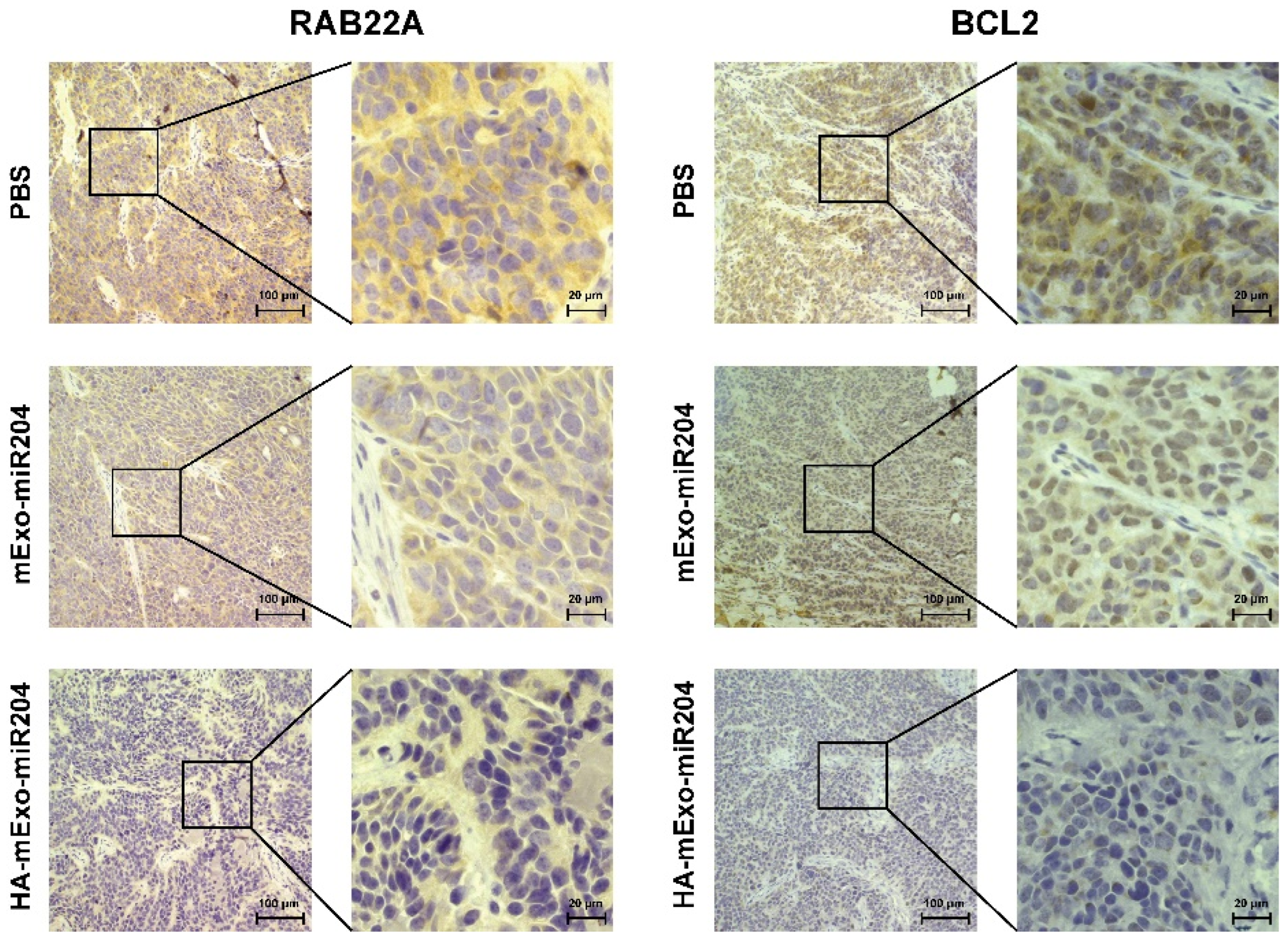 Cells 11 03065 g005 Cells 11 03065 g005