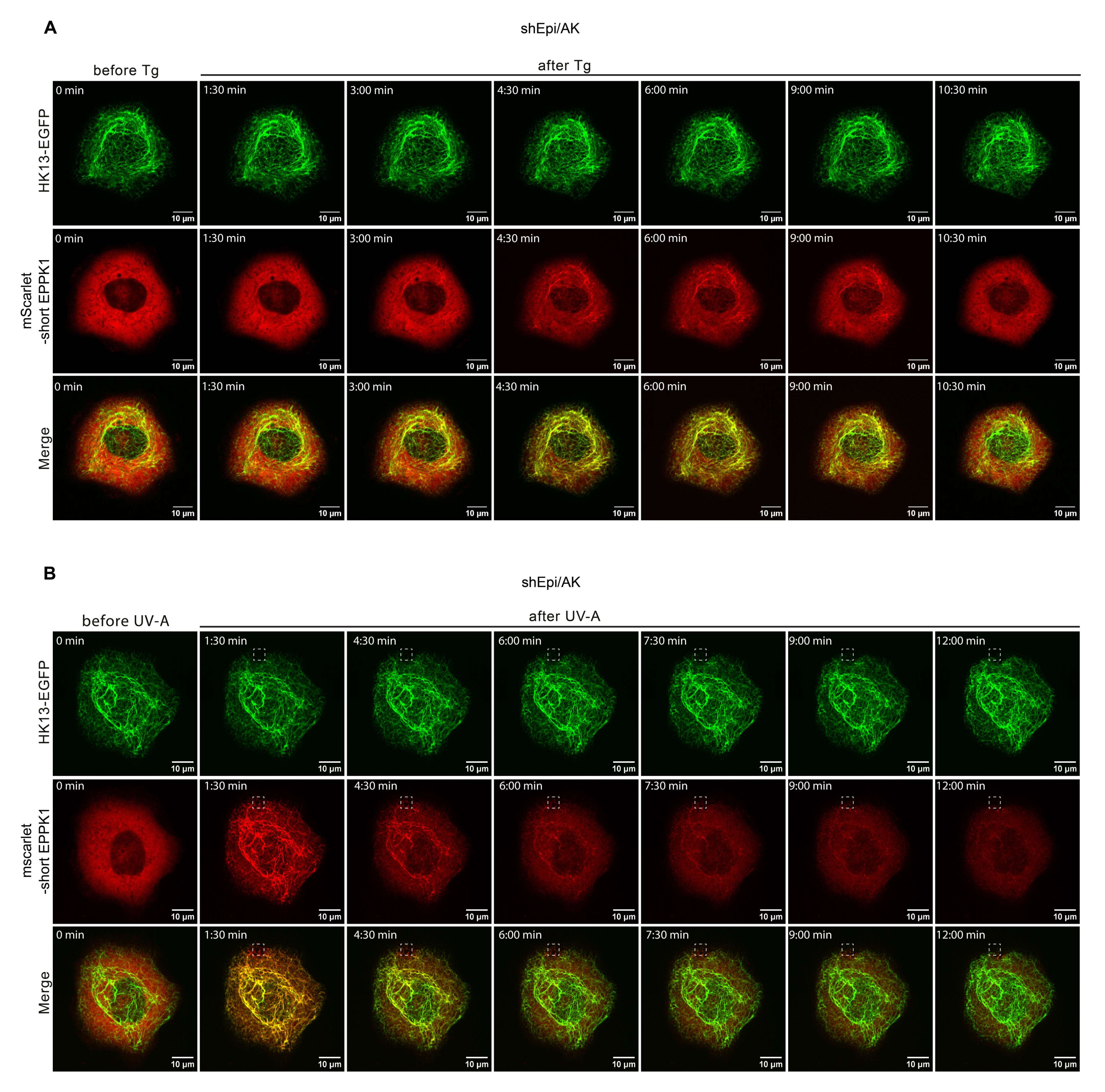 Cells 11 03077 g002 Cells 11 03077 g002