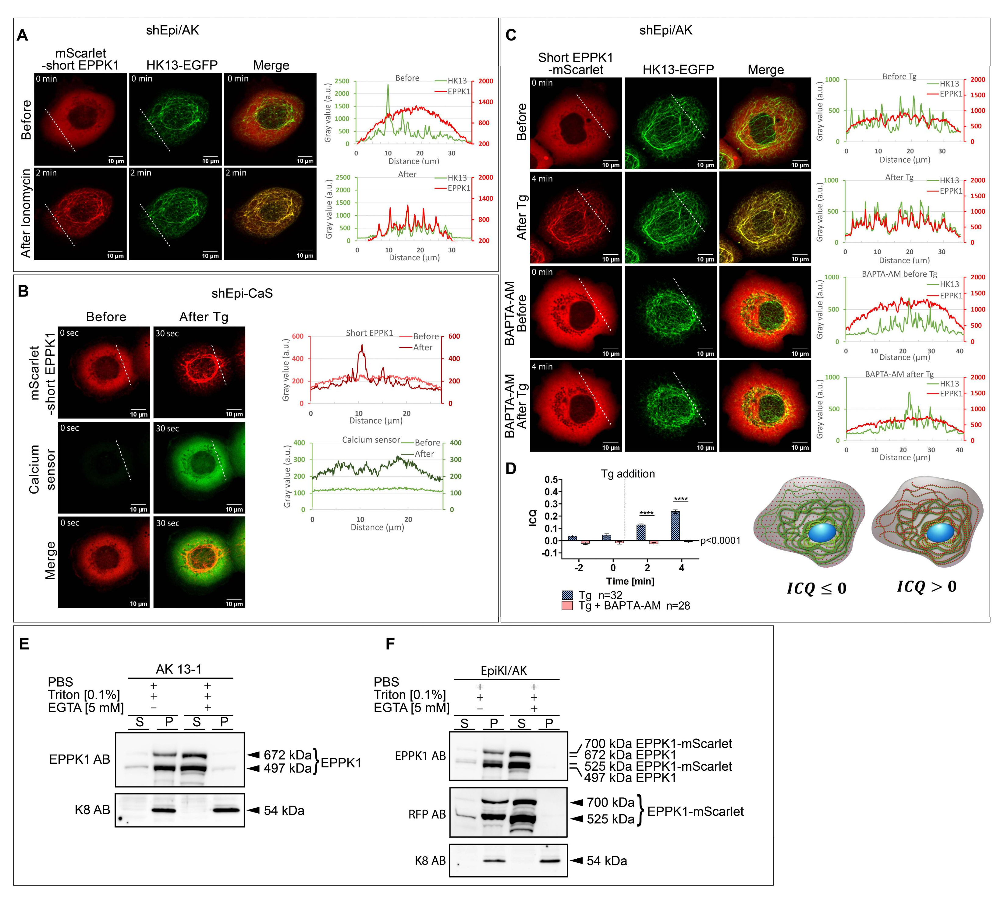 Cells 11 03077 g003 Cells 11 03077 g003