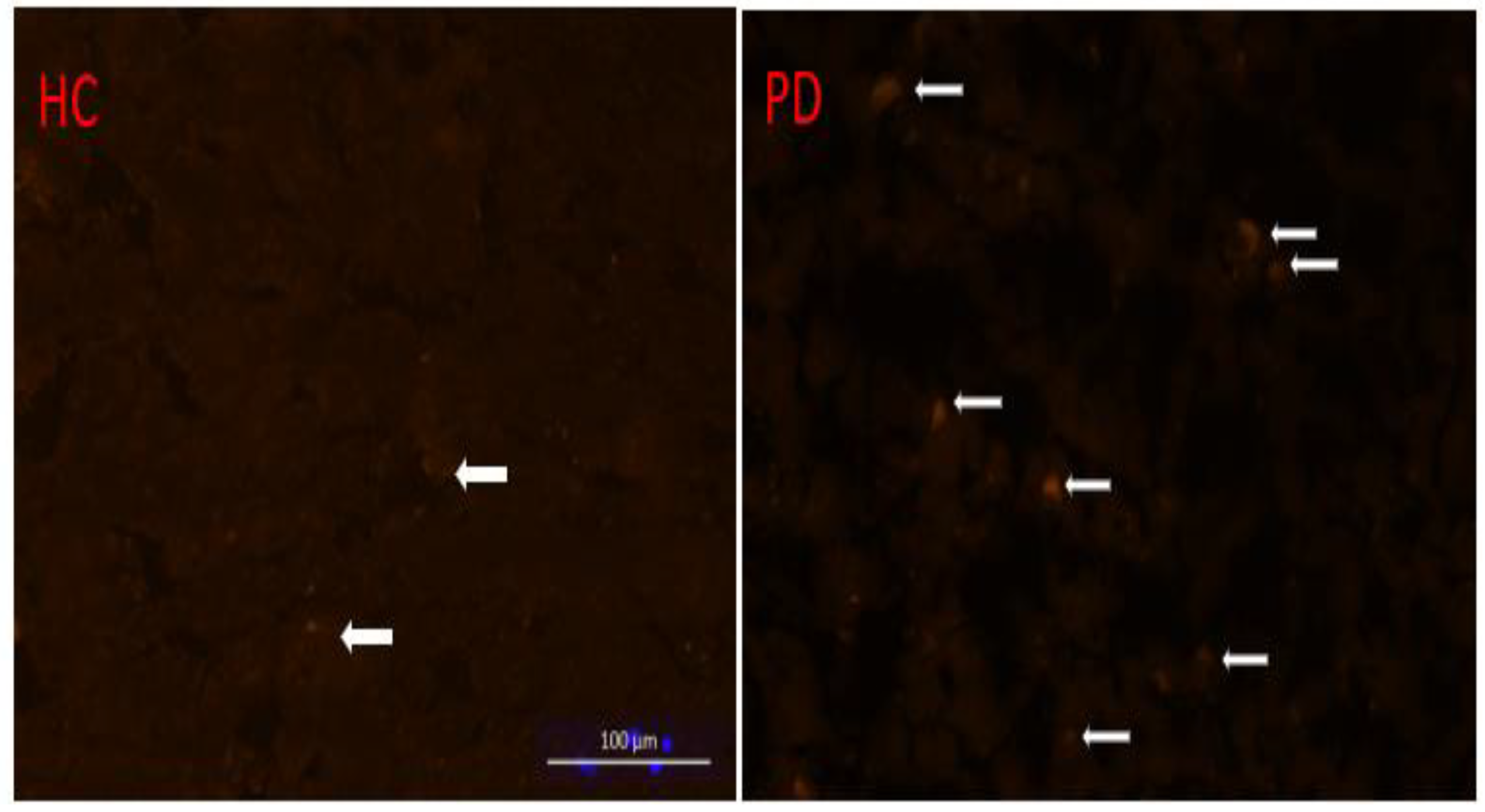 Cells 11 03081 g006 Cells 11 03081 g006