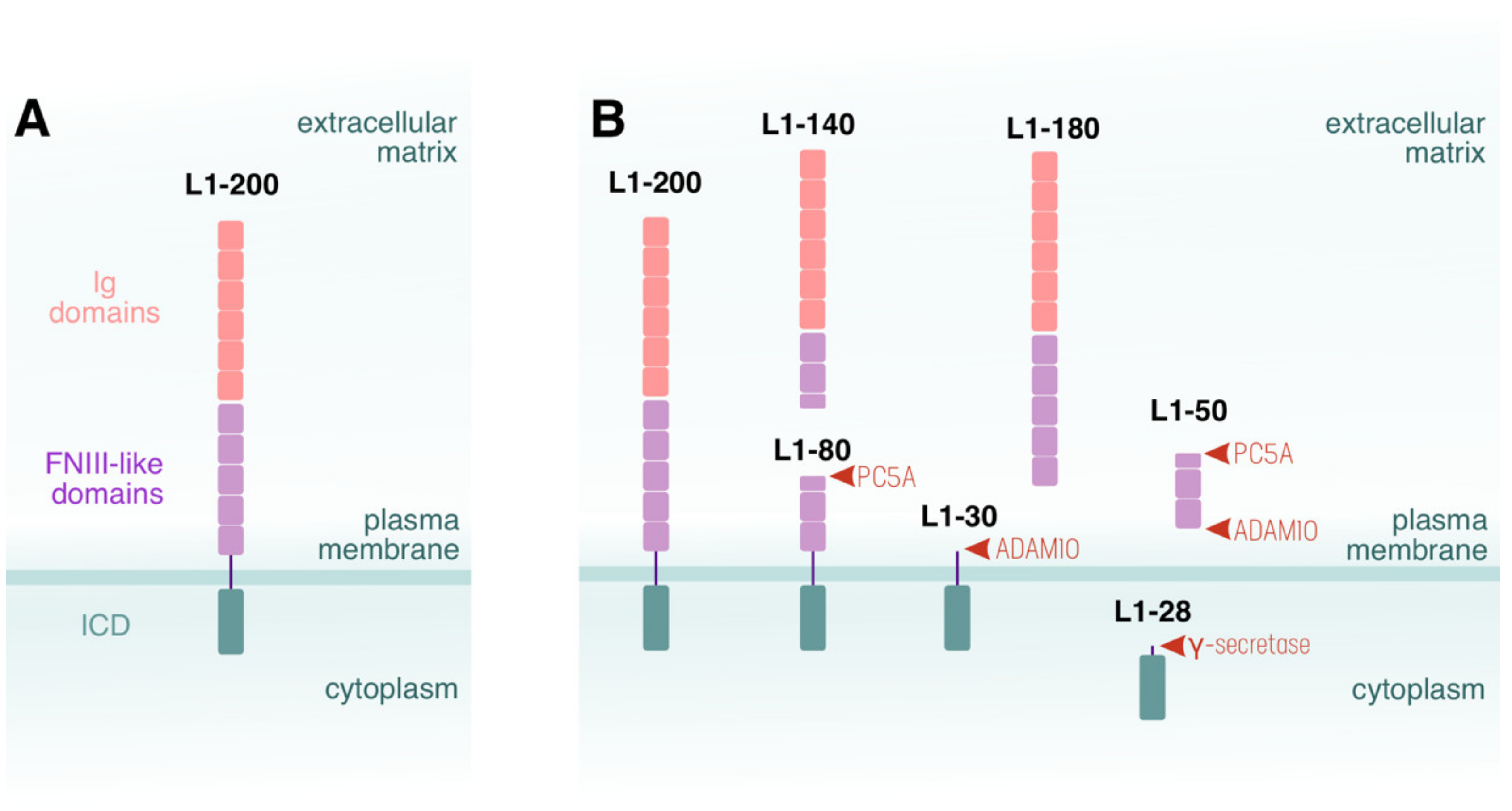 Cells 11 03085 g001 Cells 11 03085 g001