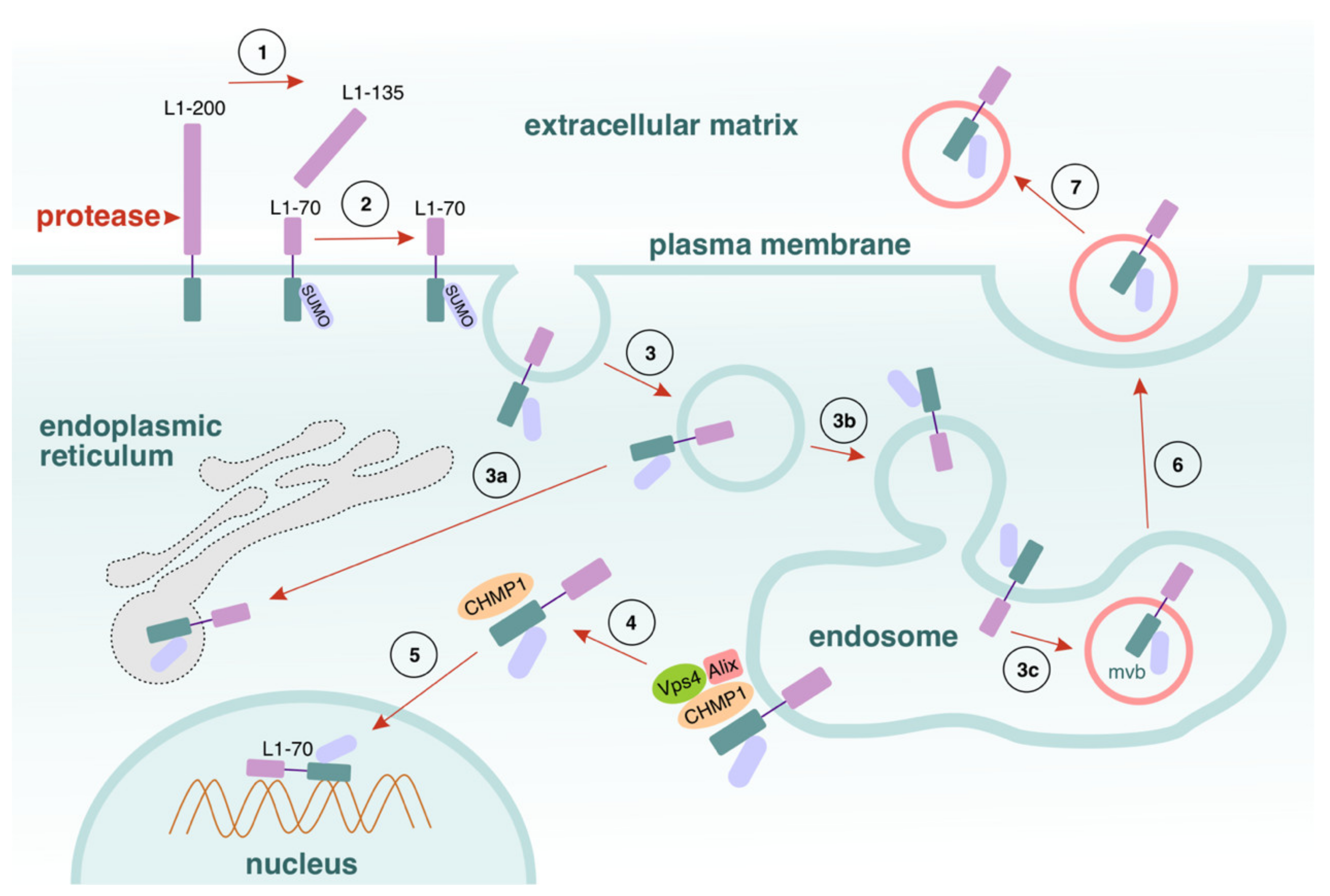 Cells 11 03085 g002 Cells 11 03085 g002
