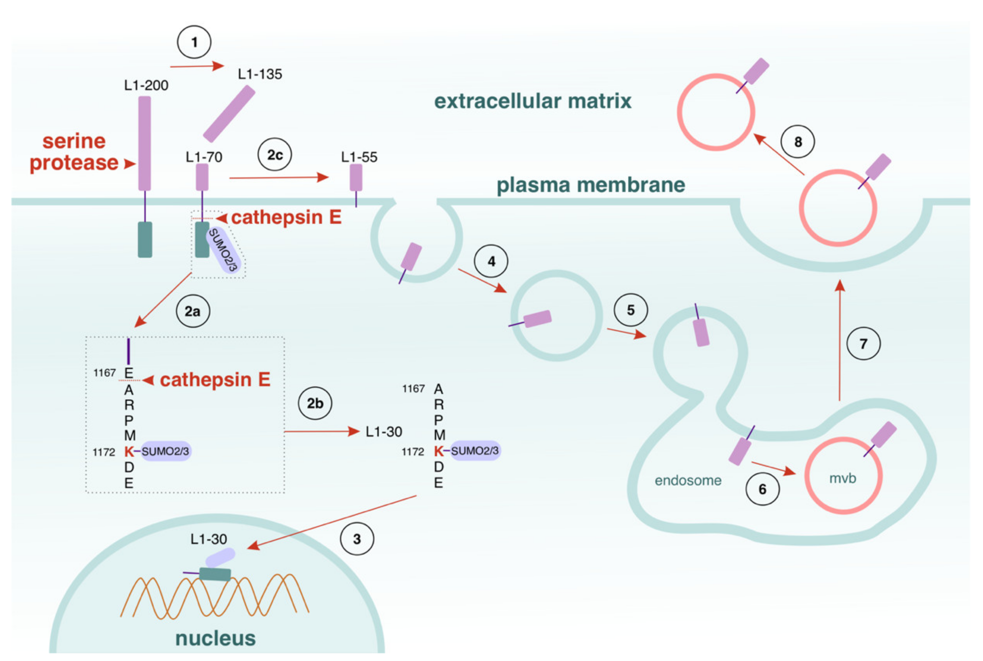 Cells 11 03085 g003 Cells 11 03085 g003